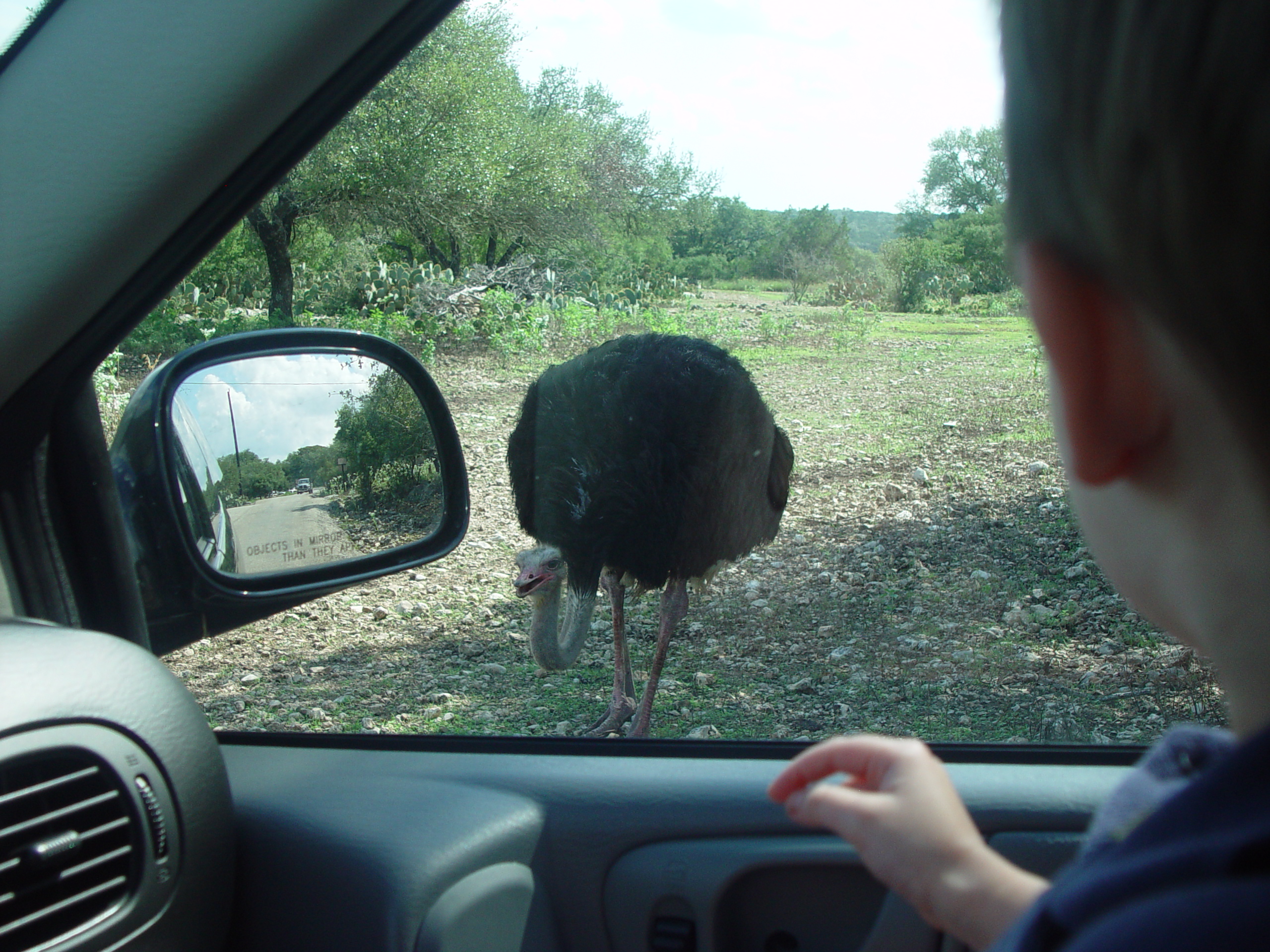 Grandma & Grandpa Ballam Come to Visit (Austin Bats, Natural Bridge Wildlife Ranch - African Safari Texas Style, Riverwalk)