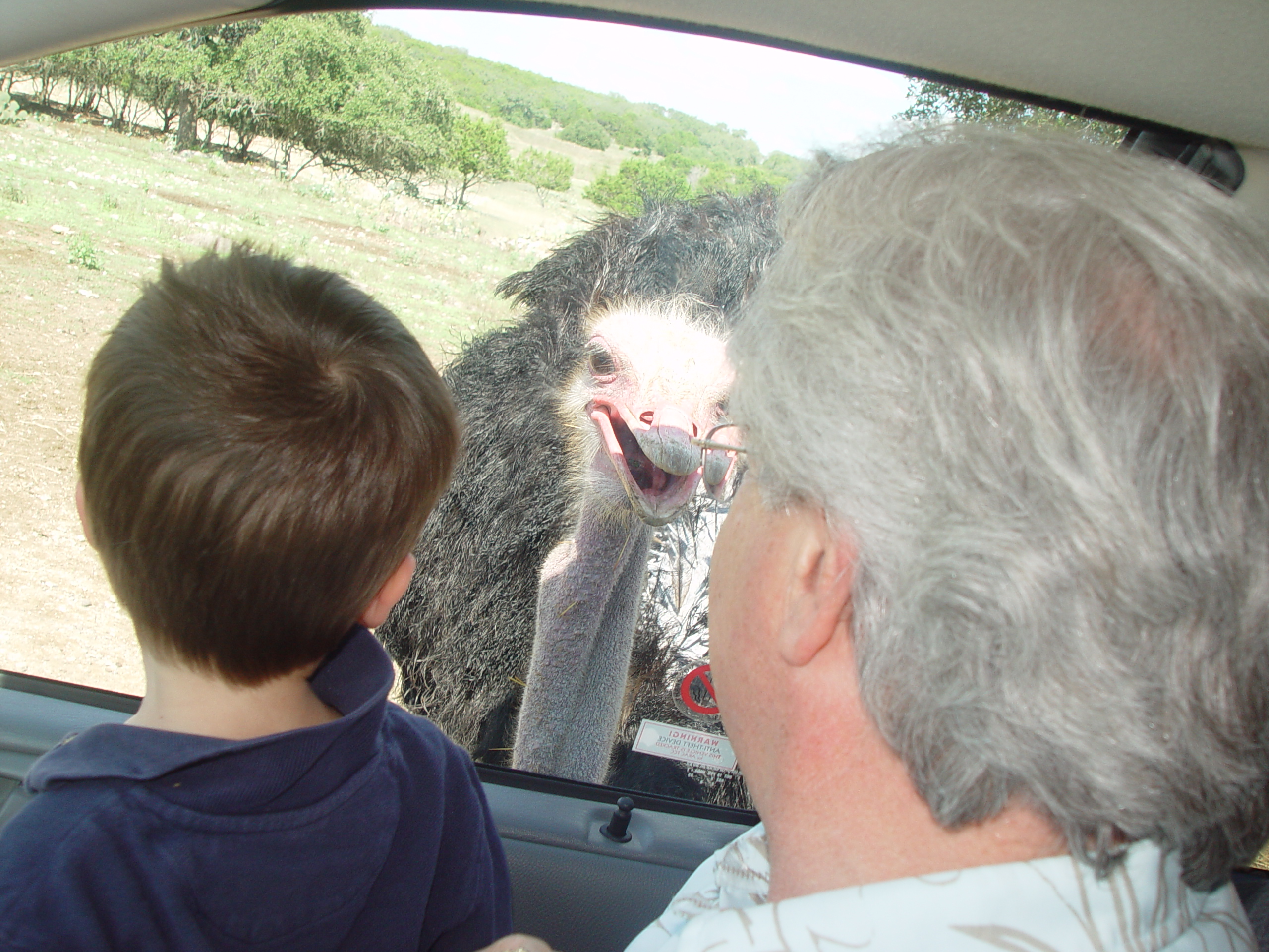 Grandma & Grandpa Ballam Come to Visit (Austin Bats, Natural Bridge Wildlife Ranch - African Safari Texas Style, Riverwalk)