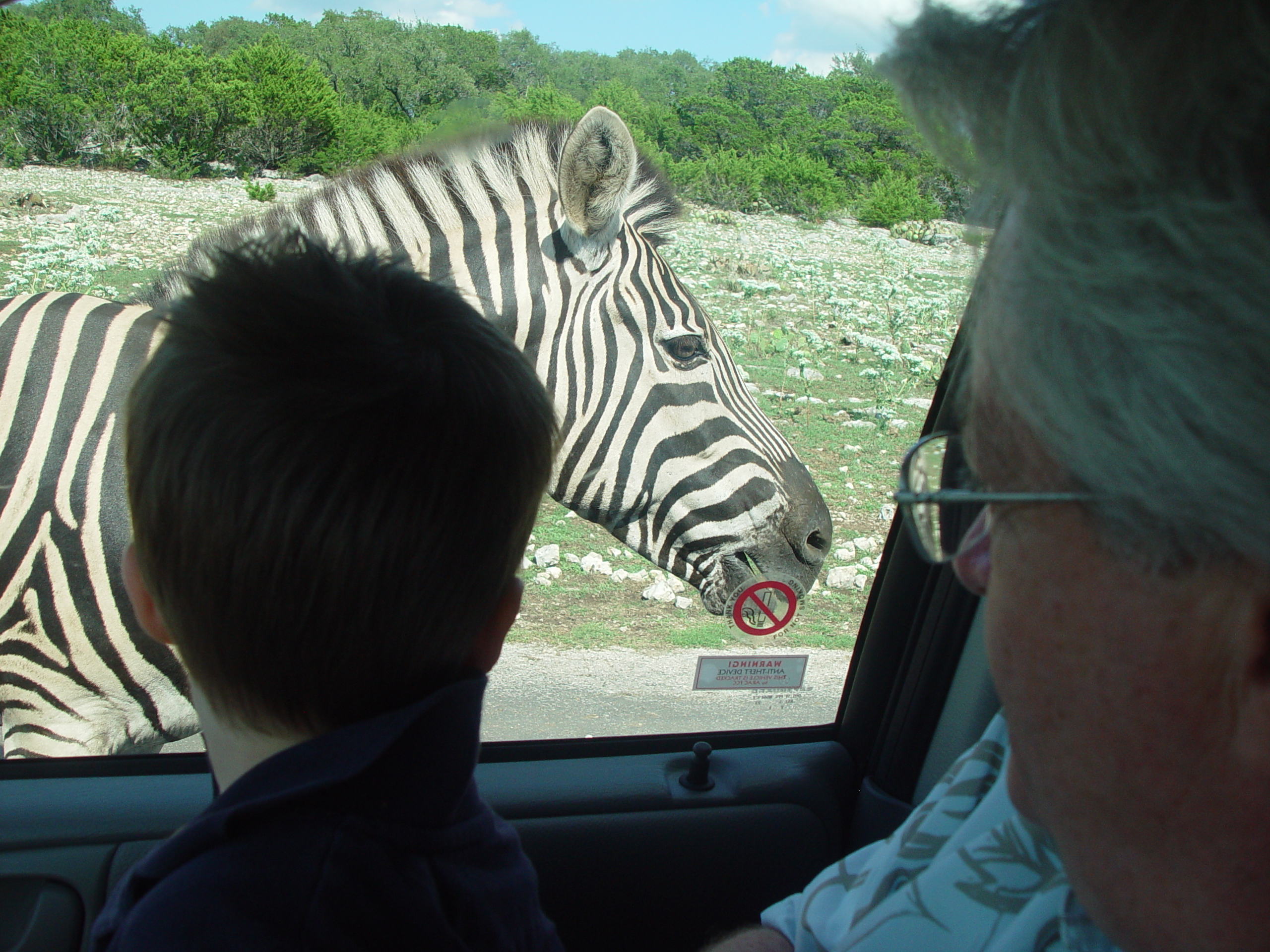 Grandma & Grandpa Ballam Come to Visit (Austin Bats, Natural Bridge Wildlife Ranch - African Safari Texas Style, Riverwalk)