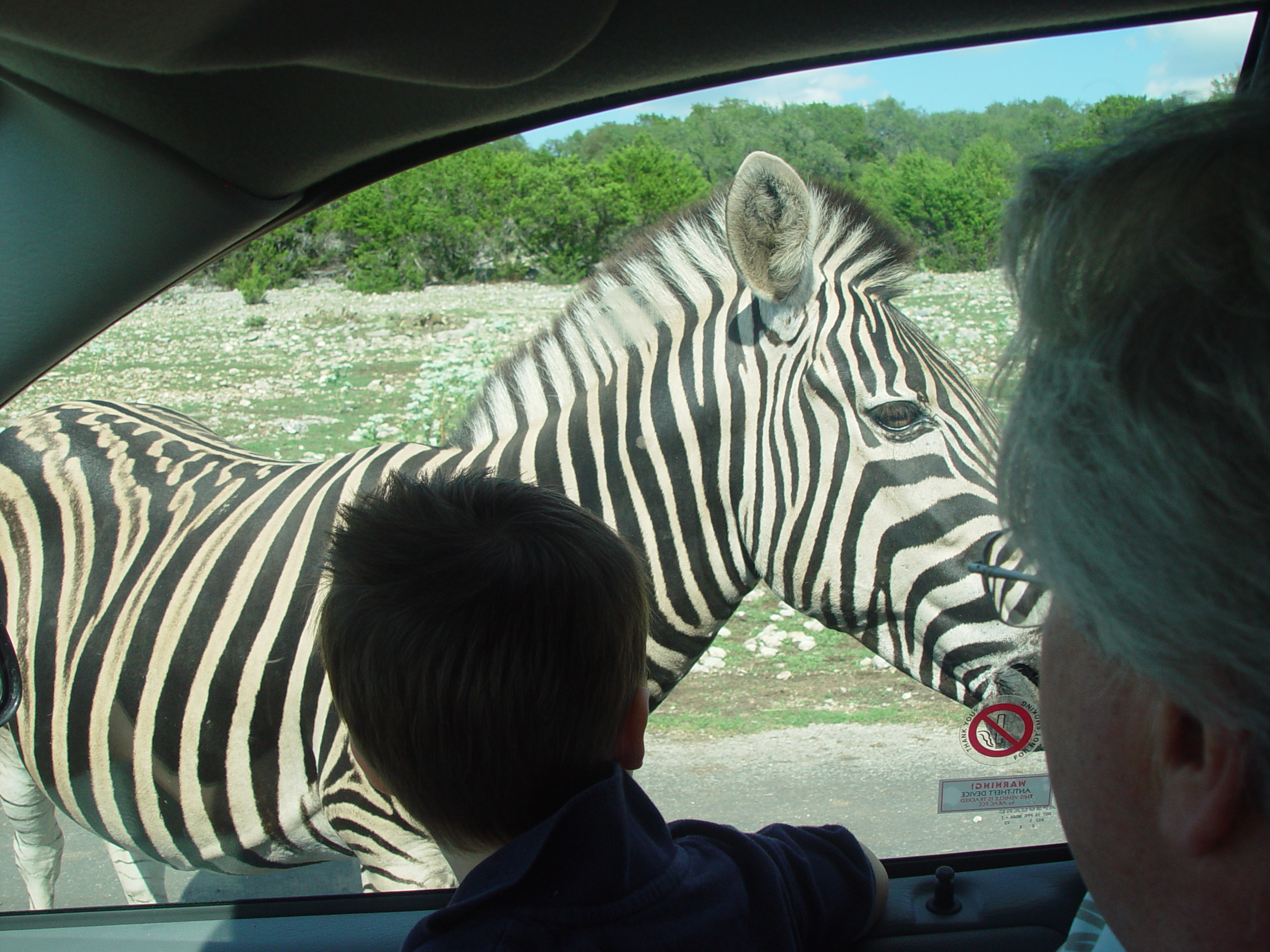 Grandma & Grandpa Ballam Come to Visit (Austin Bats, Natural Bridge Wildlife Ranch - African Safari Texas Style, Riverwalk)