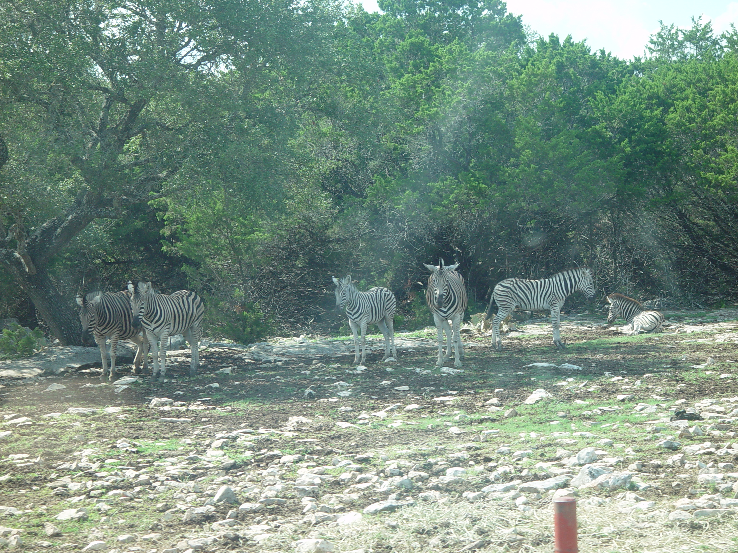 Grandma & Grandpa Ballam Come to Visit (Austin Bats, Natural Bridge Wildlife Ranch - African Safari Texas Style, Riverwalk)