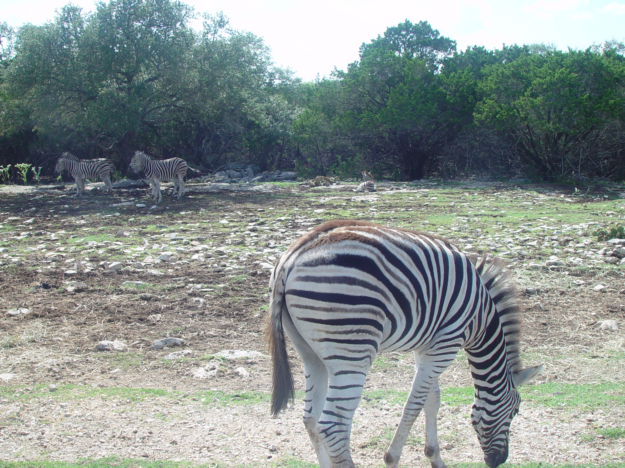 Grandma & Grandpa Ballam Come to Visit (Austin Bats, Natural Bridge Wildlife Ranch - African Safari Texas Style, Riverwalk)