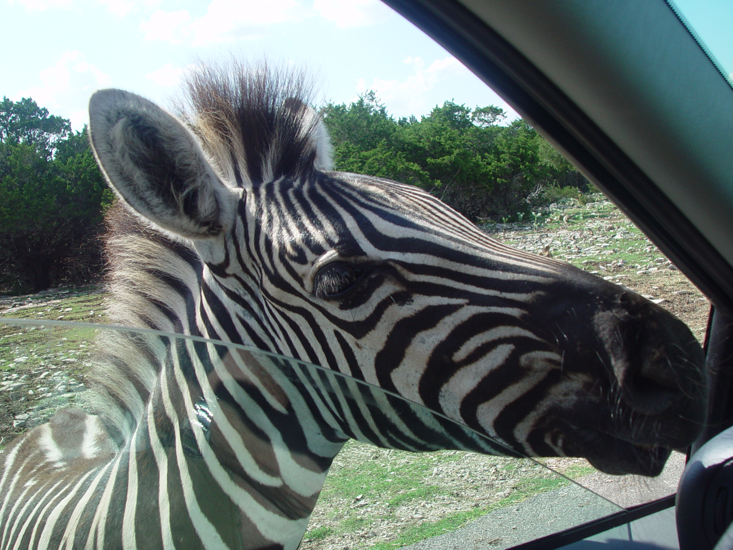 Grandma & Grandpa Ballam Come to Visit (Austin Bats, Natural Bridge Wildlife Ranch - African Safari Texas Style, Riverwalk)