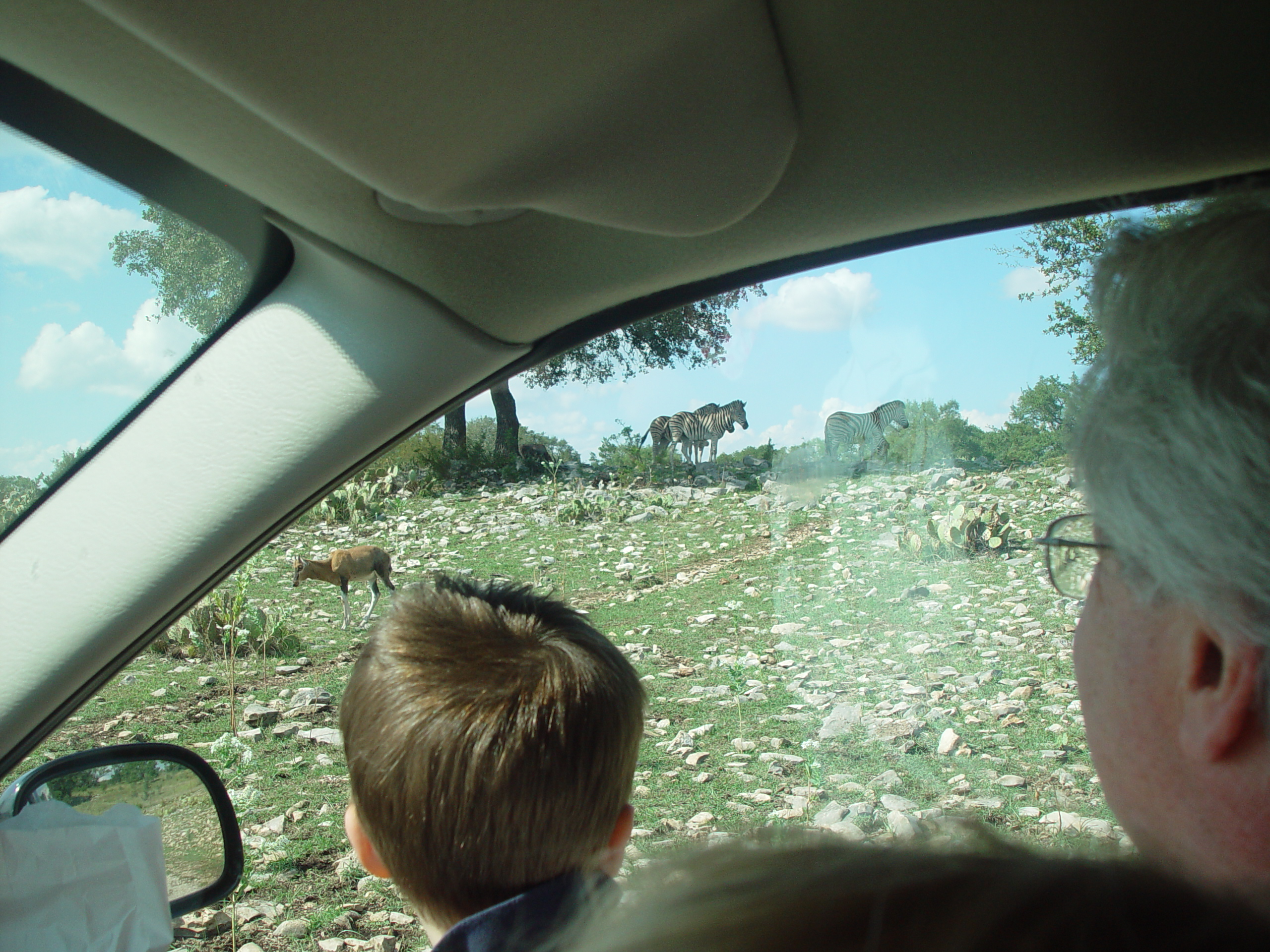 Grandma & Grandpa Ballam Come to Visit (Austin Bats, Natural Bridge Wildlife Ranch - African Safari Texas Style, Riverwalk)