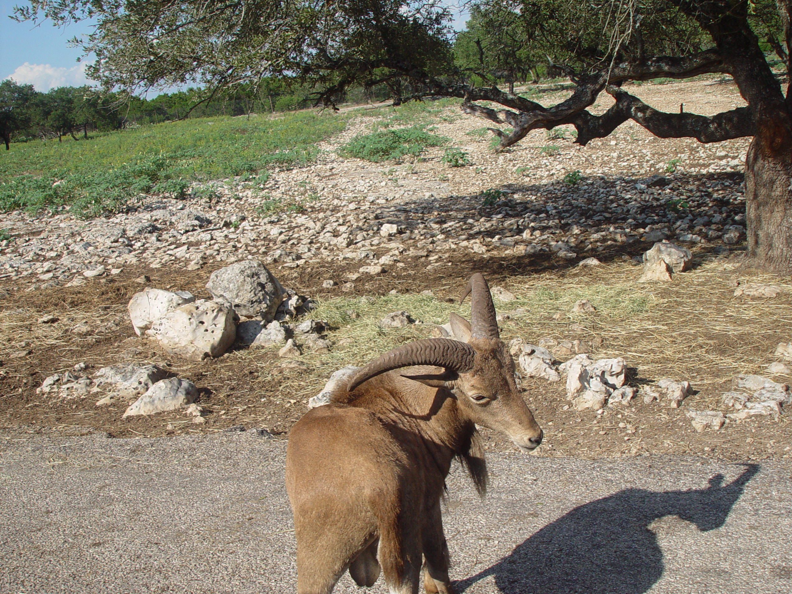 Grandma & Grandpa Ballam Come to Visit (Austin Bats, Natural Bridge Wildlife Ranch - African Safari Texas Style, Riverwalk)