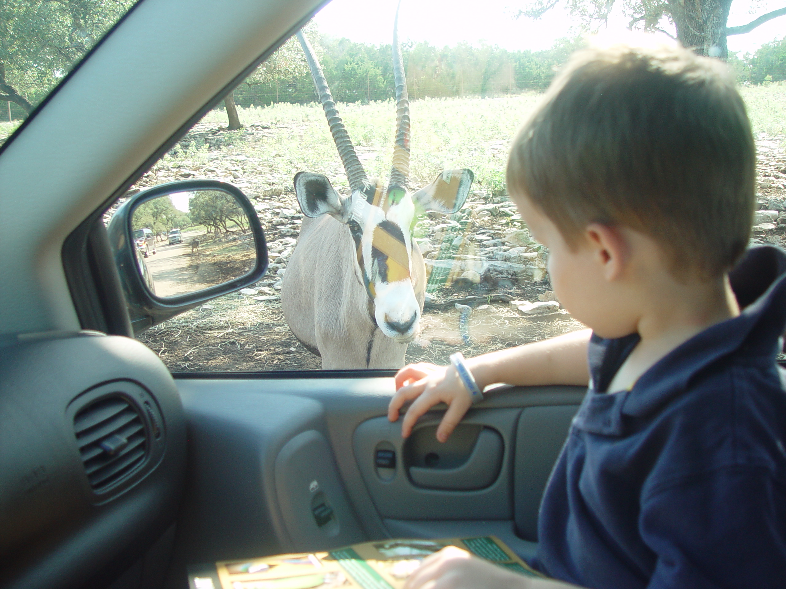 Grandma & Grandpa Ballam Come to Visit (Austin Bats, Natural Bridge Wildlife Ranch - African Safari Texas Style, Riverwalk)