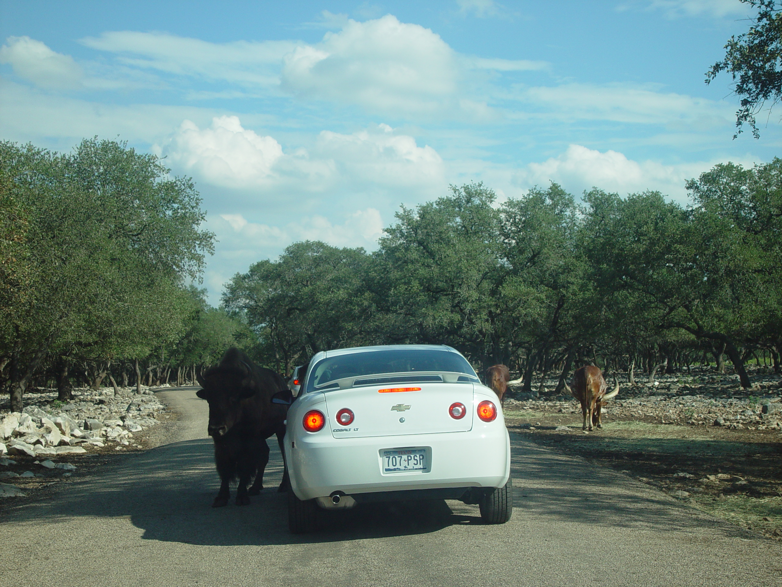 Grandma & Grandpa Ballam Come to Visit (Austin Bats, Natural Bridge Wildlife Ranch - African Safari Texas Style, Riverwalk)