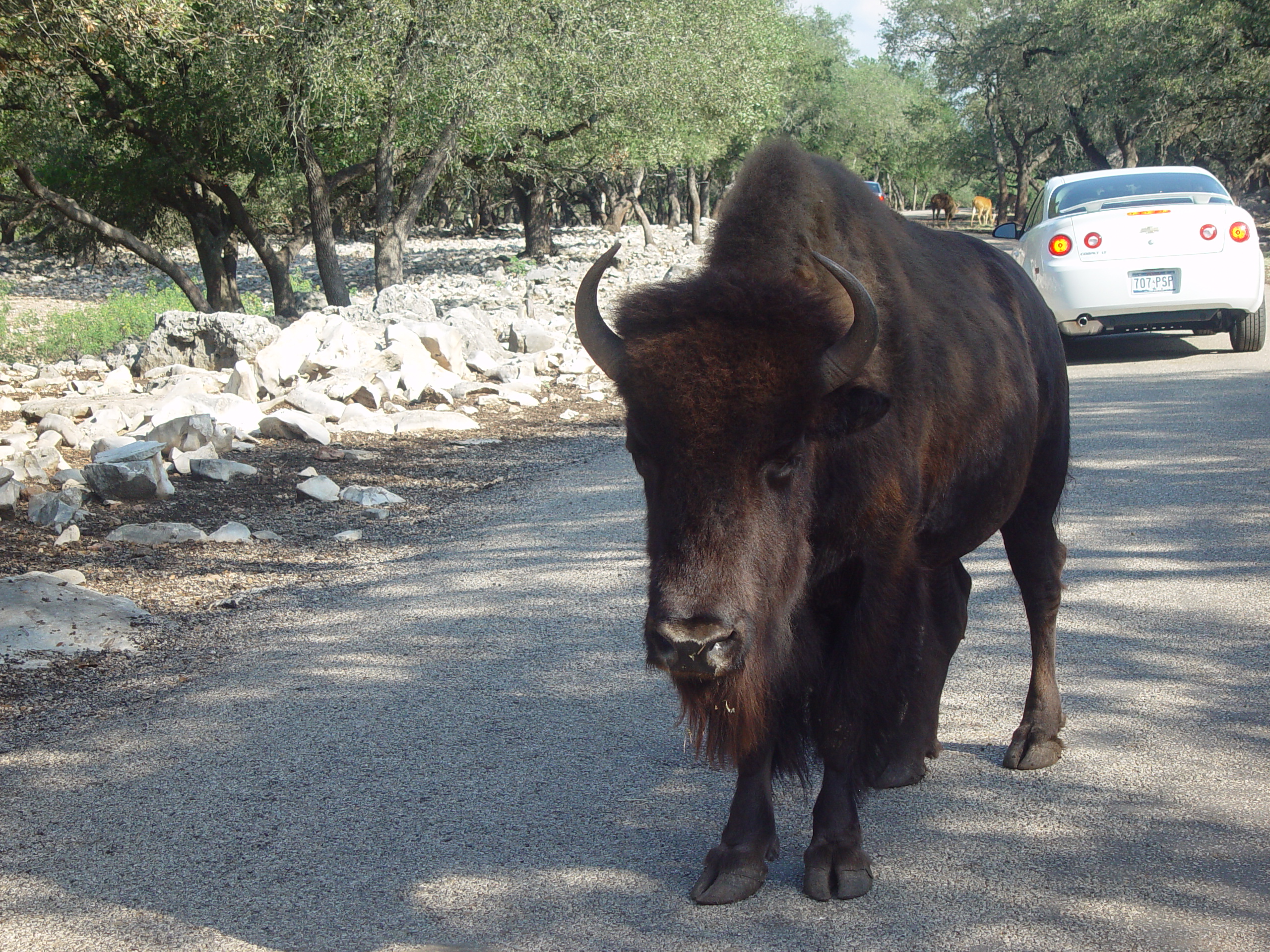 Grandma & Grandpa Ballam Come to Visit (Austin Bats, Natural Bridge Wildlife Ranch - African Safari Texas Style, Riverwalk)