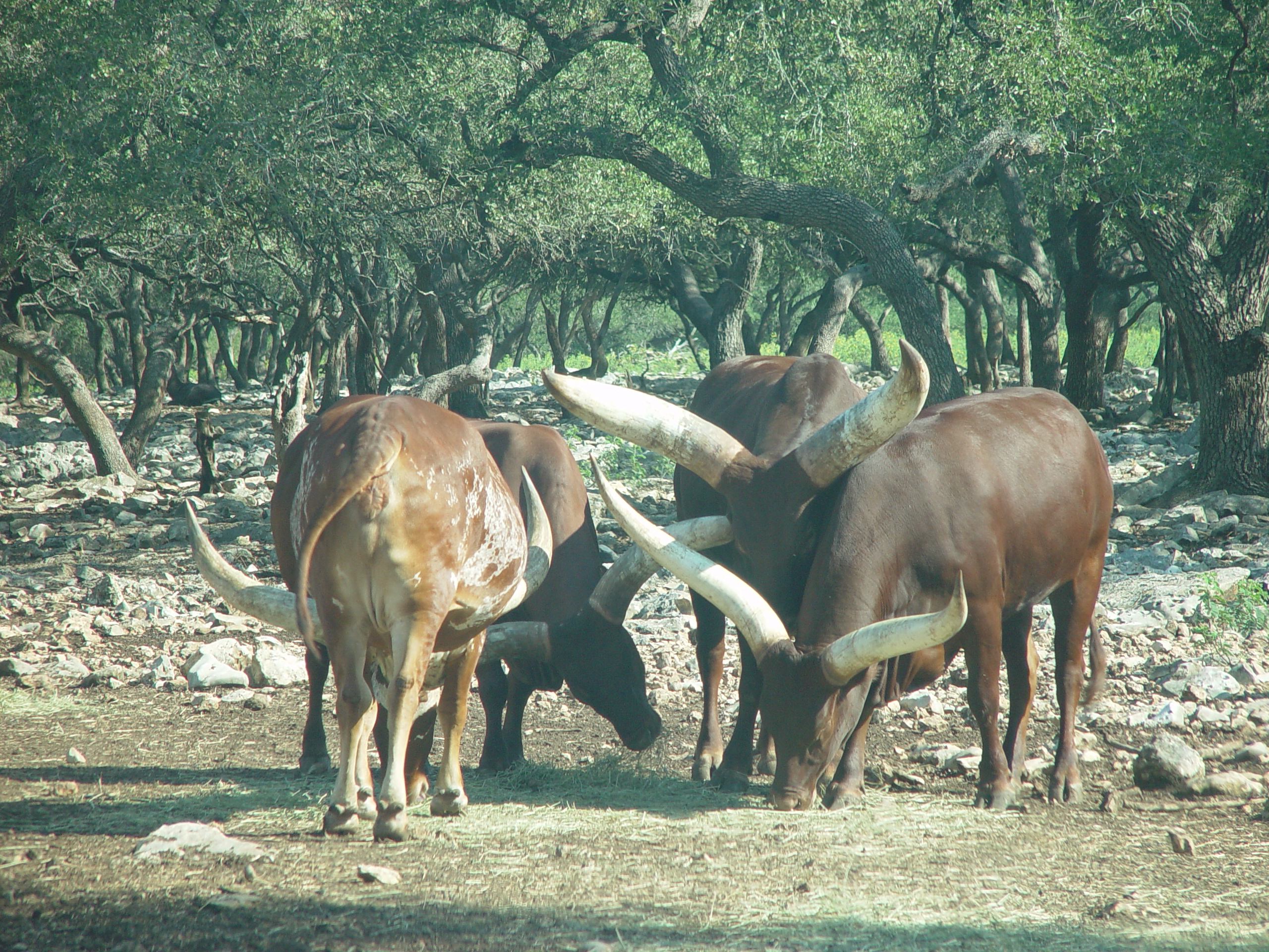 Grandma & Grandpa Ballam Come to Visit (Austin Bats, Natural Bridge Wildlife Ranch - African Safari Texas Style, Riverwalk)