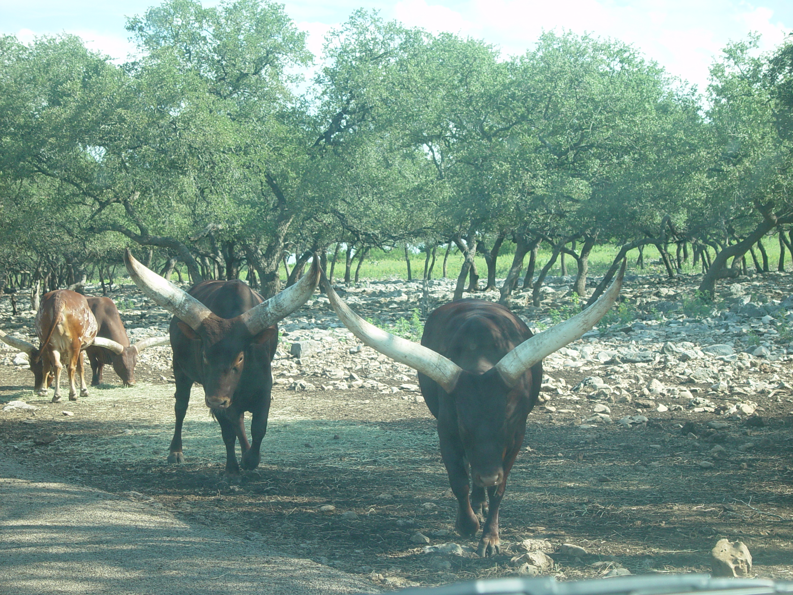 Grandma & Grandpa Ballam Come to Visit (Austin Bats, Natural Bridge Wildlife Ranch - African Safari Texas Style, Riverwalk)