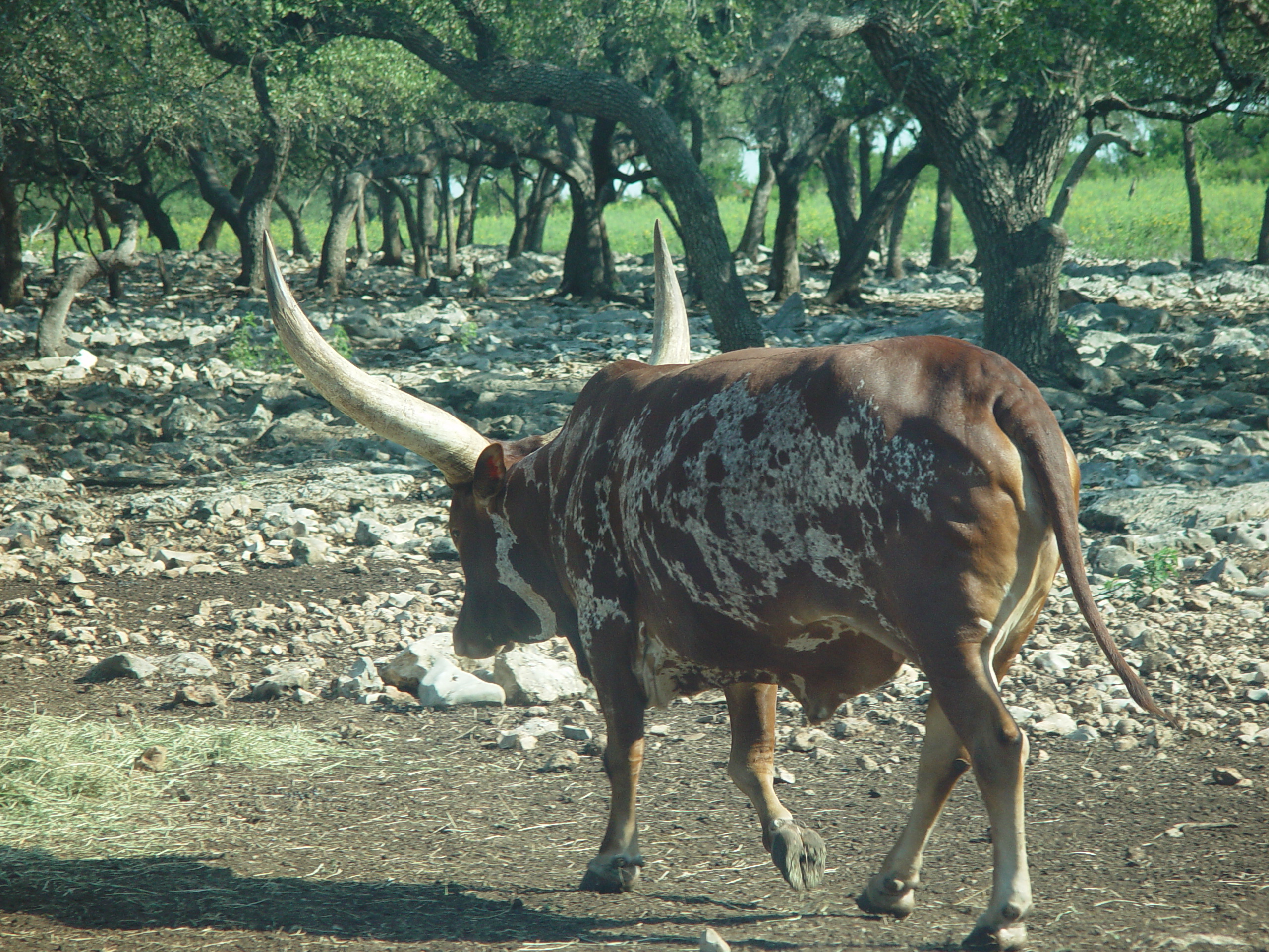 Grandma & Grandpa Ballam Come to Visit (Austin Bats, Natural Bridge Wildlife Ranch - African Safari Texas Style, Riverwalk)