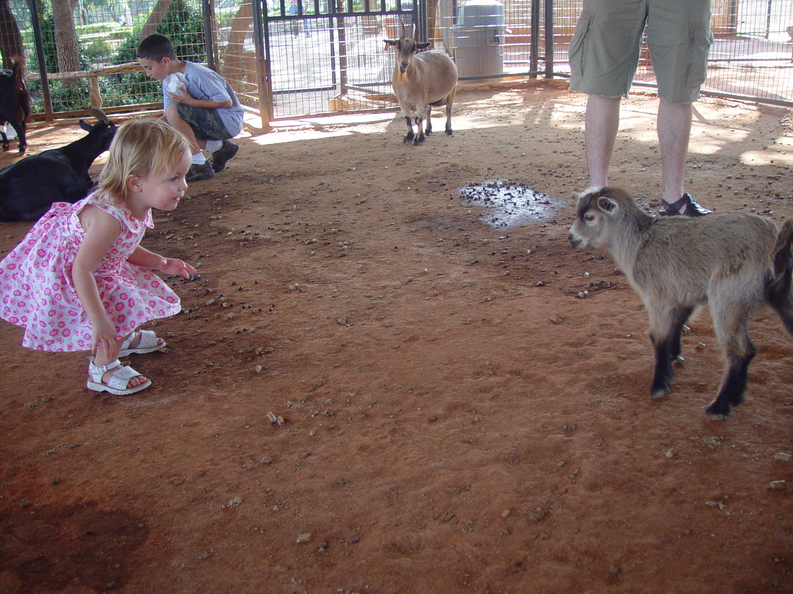 Grandma & Grandpa Ballam Come to Visit (Austin Bats, Natural Bridge Wildlife Ranch - African Safari Texas Style, Riverwalk)