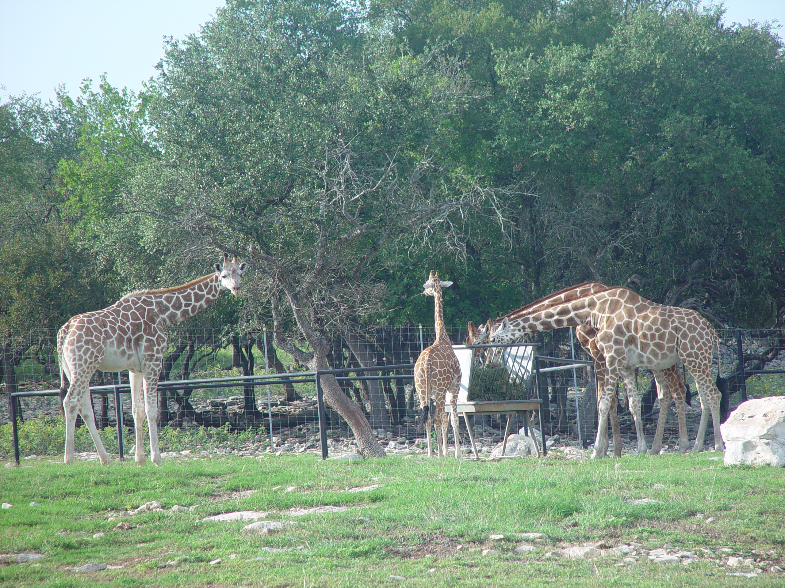 Grandma & Grandpa Ballam Come to Visit (Austin Bats, Natural Bridge Wildlife Ranch - African Safari Texas Style, Riverwalk)