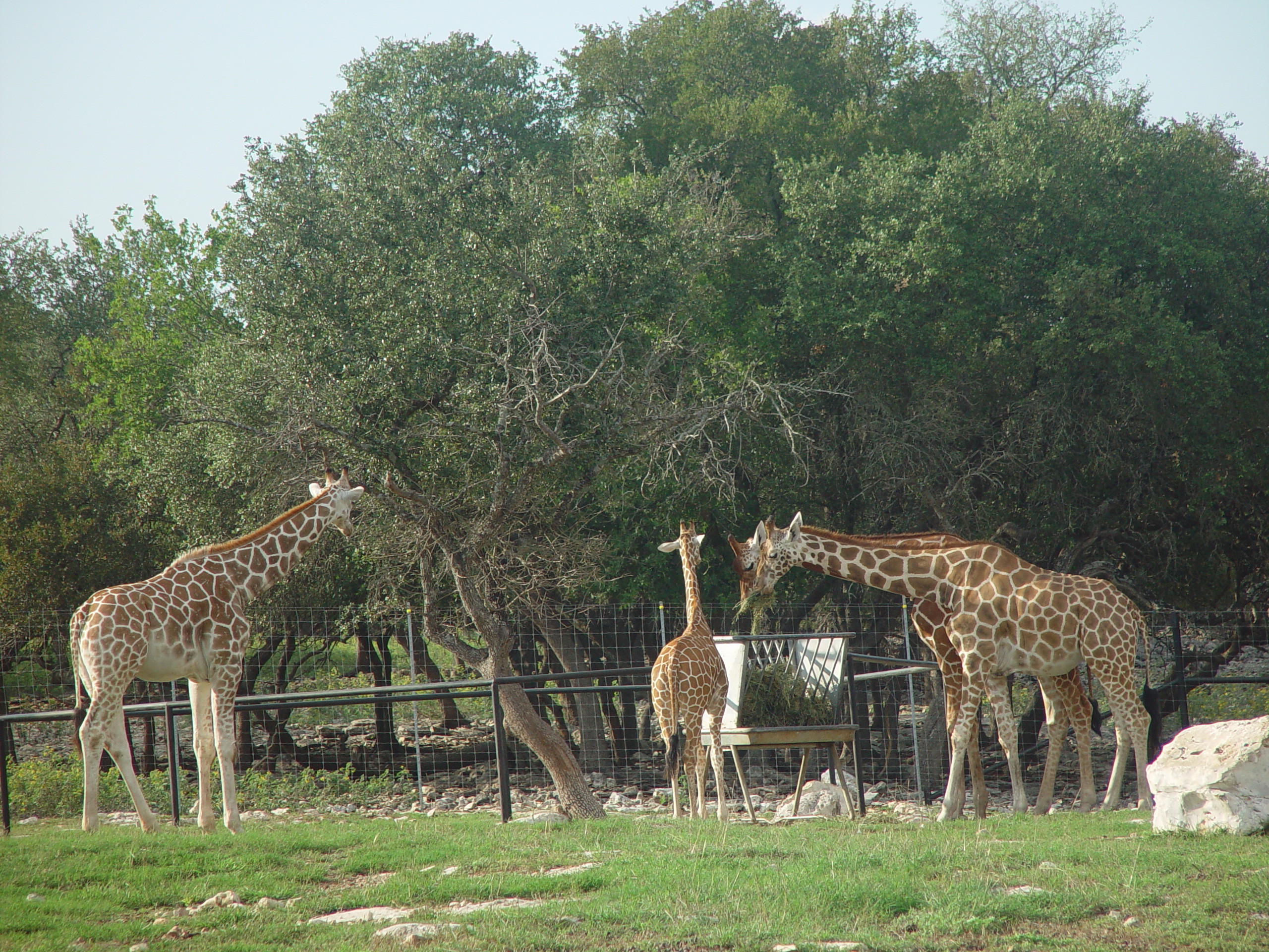 Grandma & Grandpa Ballam Come to Visit (Austin Bats, Natural Bridge Wildlife Ranch - African Safari Texas Style, Riverwalk)