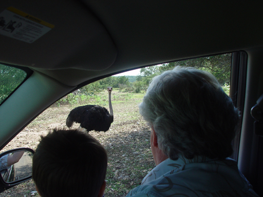 Grandma & Grandpa Ballam Come to Visit (Austin Bats, Natural Bridge Wildlife Ranch - African Safari Texas Style, Riverwalk)