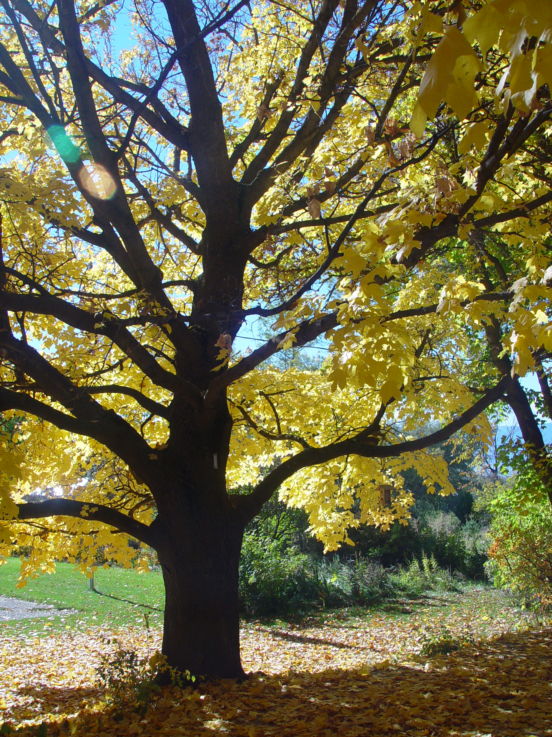 Playing in the Leaves, The Pumpkin Walk (North Logan, Utah)