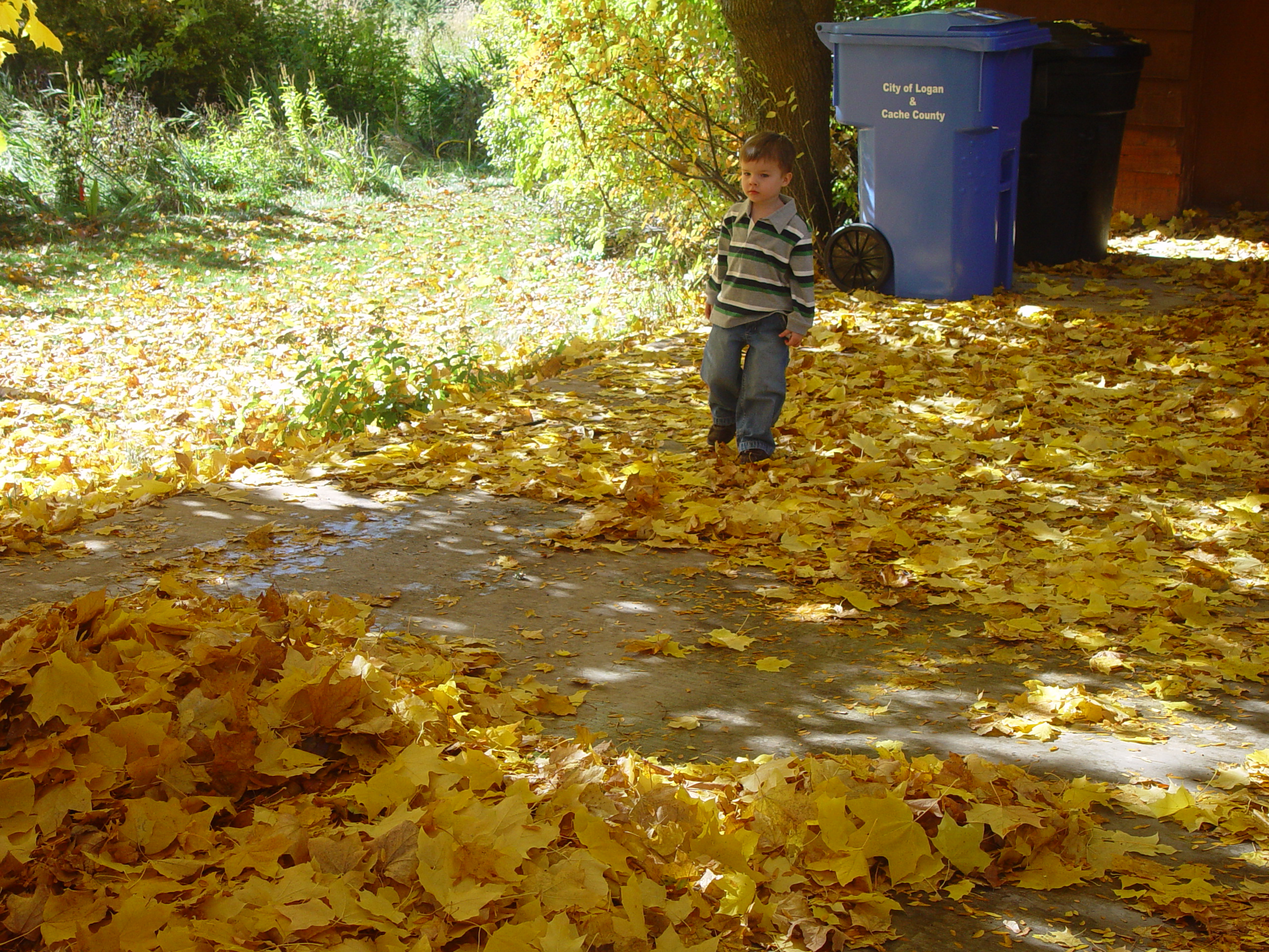 Playing in the Leaves, The Pumpkin Walk (North Logan, Utah)