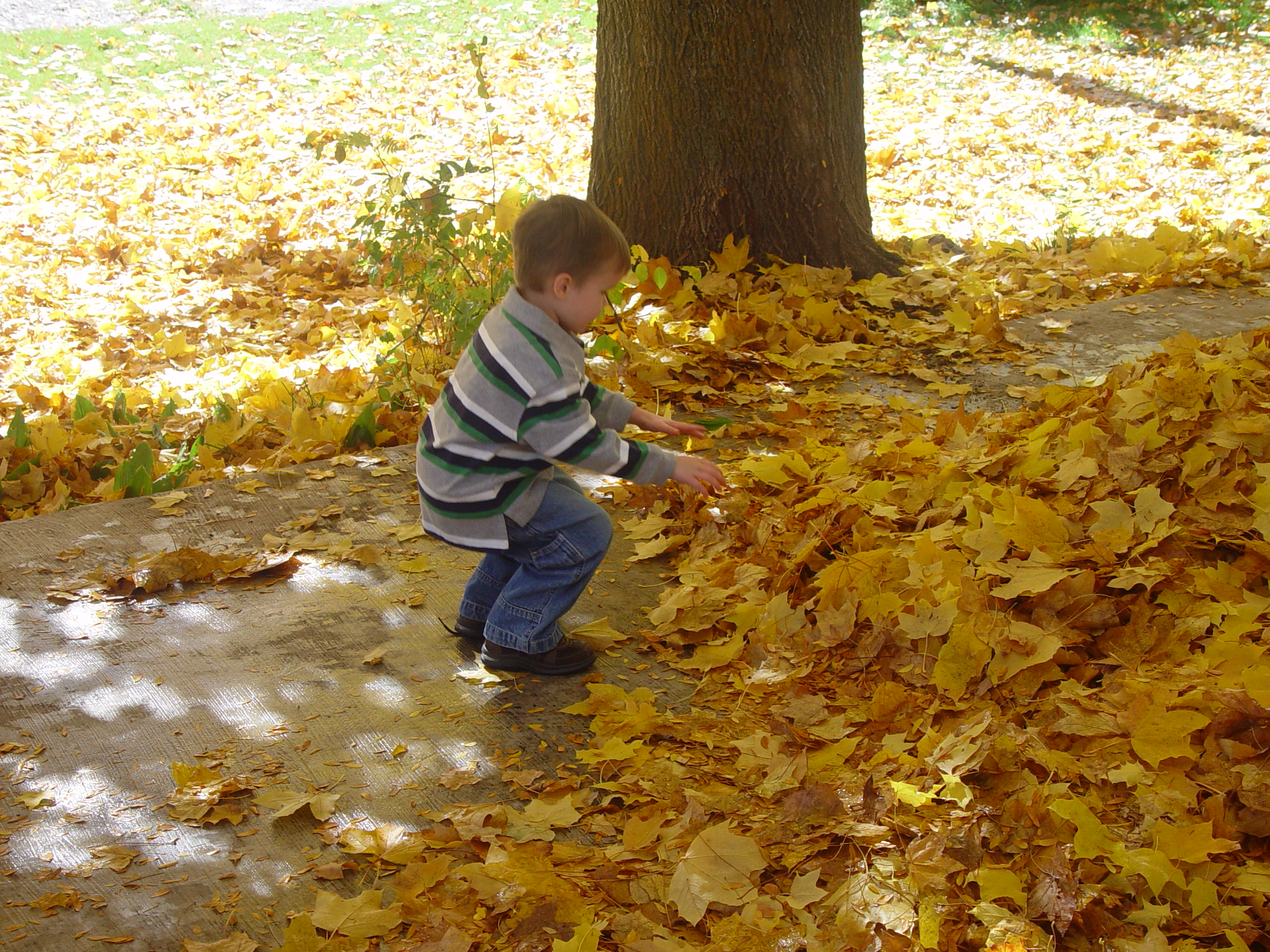 Playing in the Leaves, The Pumpkin Walk (North Logan, Utah)