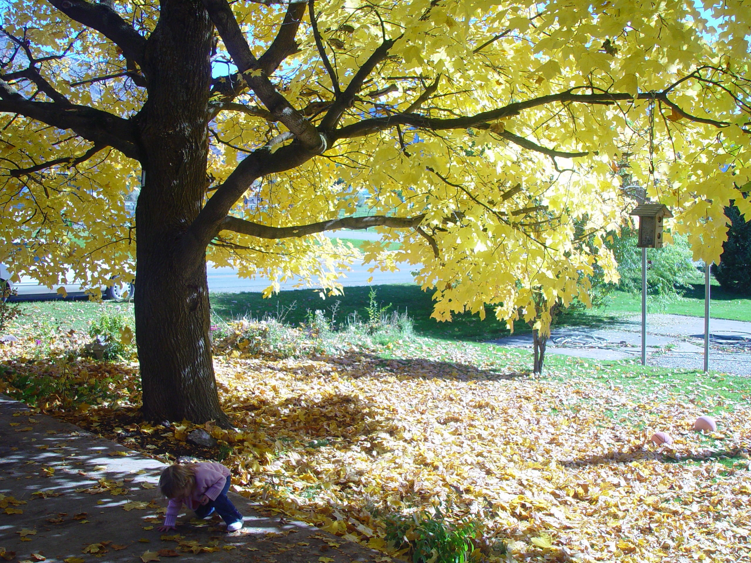 Playing in the Leaves, The Pumpkin Walk (North Logan, Utah)