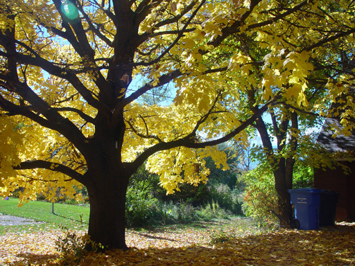 Playing in the Leaves, The Pumpkin Walk (North Logan, Utah)