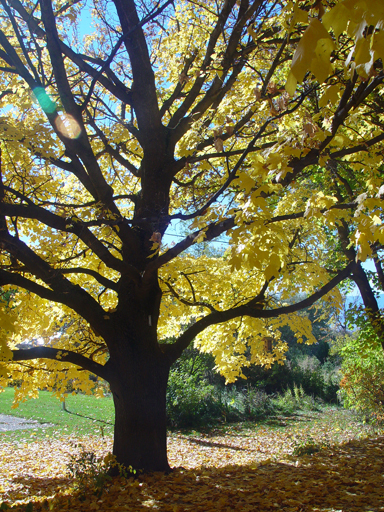 Playing in the Leaves, The Pumpkin Walk (North Logan, Utah)