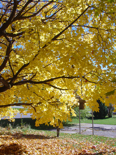 Playing in the Leaves, The Pumpkin Walk (North Logan, Utah)