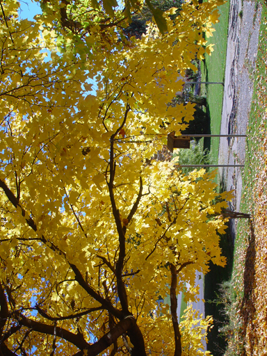 Playing in the Leaves, The Pumpkin Walk (North Logan, Utah)