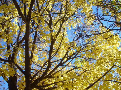 Playing in the Leaves, The Pumpkin Walk (North Logan, Utah)