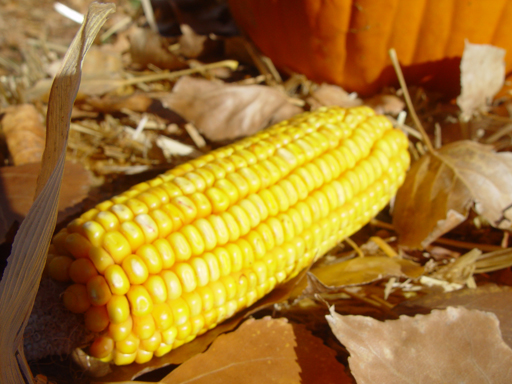 Playing in the Leaves, The Pumpkin Walk (North Logan, Utah)