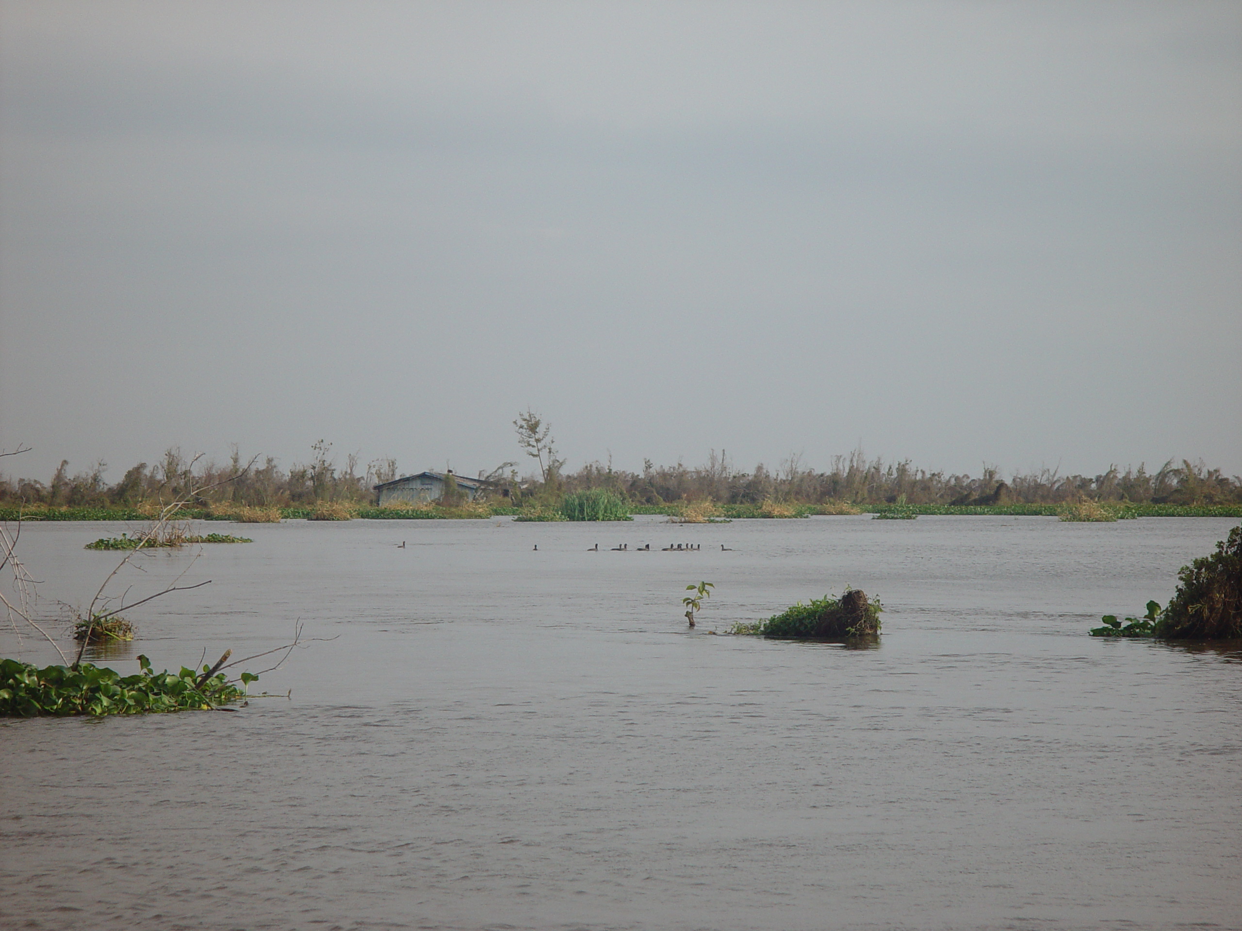 New Orleans Trip - Day 3 (Gumbo & Alligator Sausage, Hurricane Katrina Devastation, Swamp Tour)