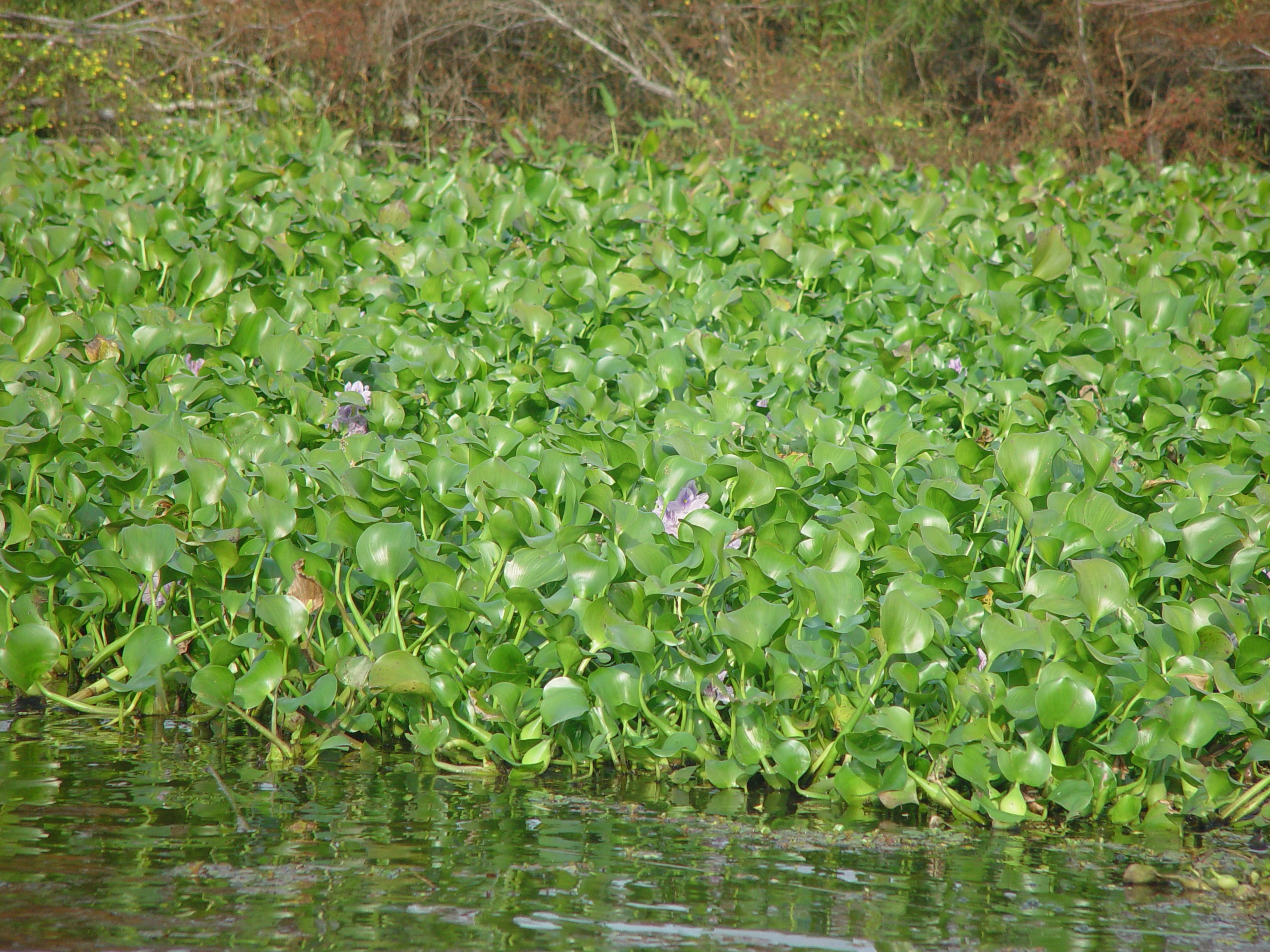 New Orleans Trip - Day 3 (Gumbo & Alligator Sausage, Hurricane Katrina Devastation, Swamp Tour)