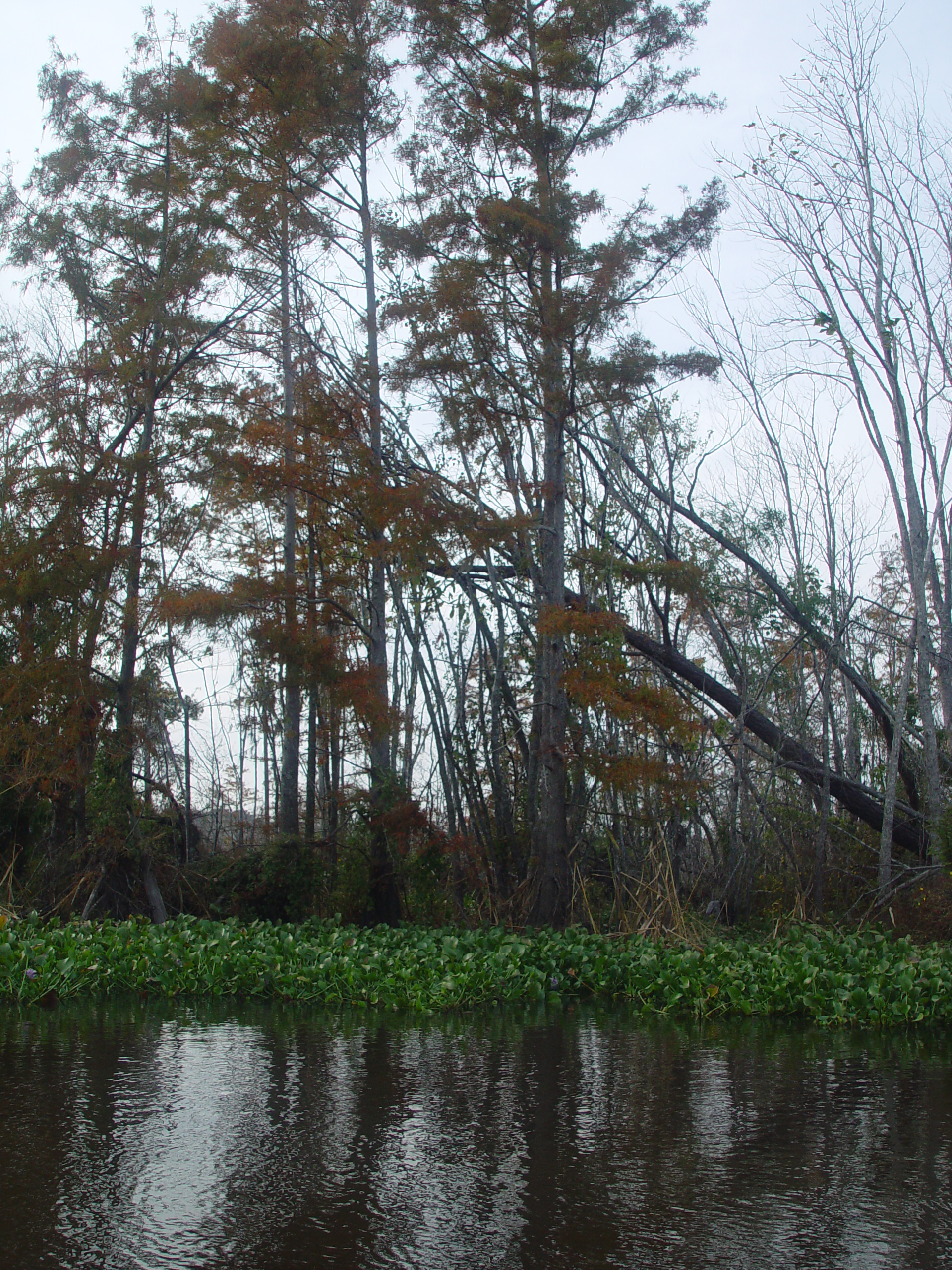 New Orleans Trip - Day 3 (Gumbo & Alligator Sausage, Hurricane Katrina Devastation, Swamp Tour)