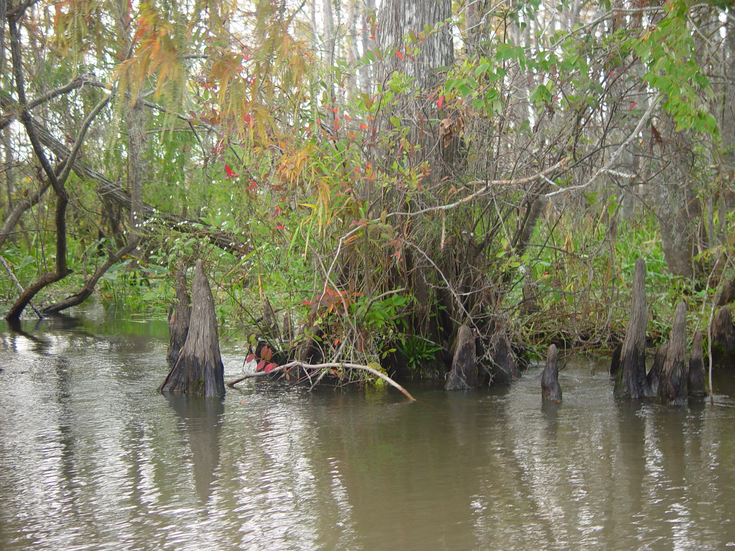 New Orleans Trip - Day 3 (Gumbo & Alligator Sausage, Hurricane Katrina Devastation, Swamp Tour)