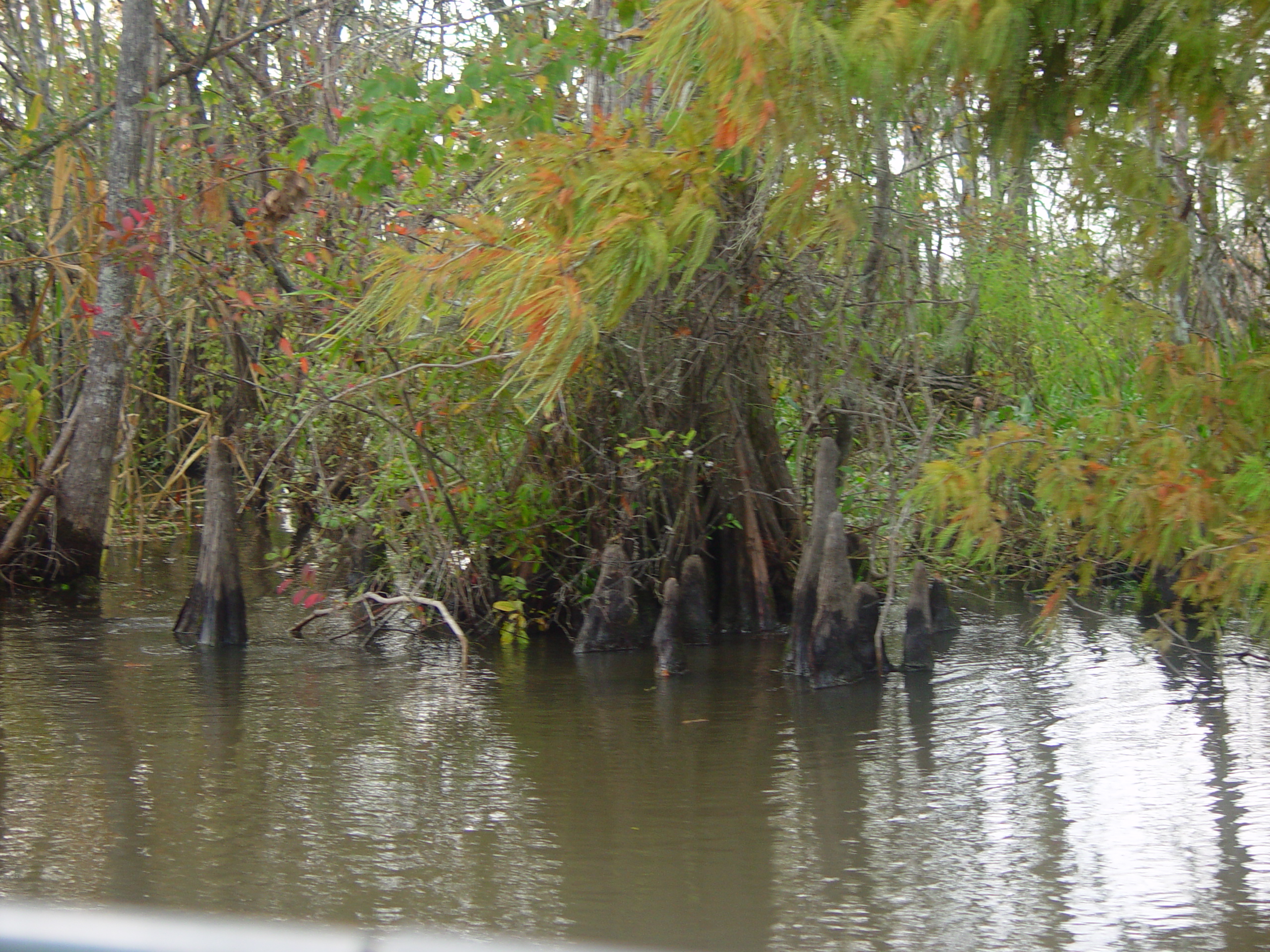 New Orleans Trip - Day 3 (Gumbo & Alligator Sausage, Hurricane Katrina Devastation, Swamp Tour)