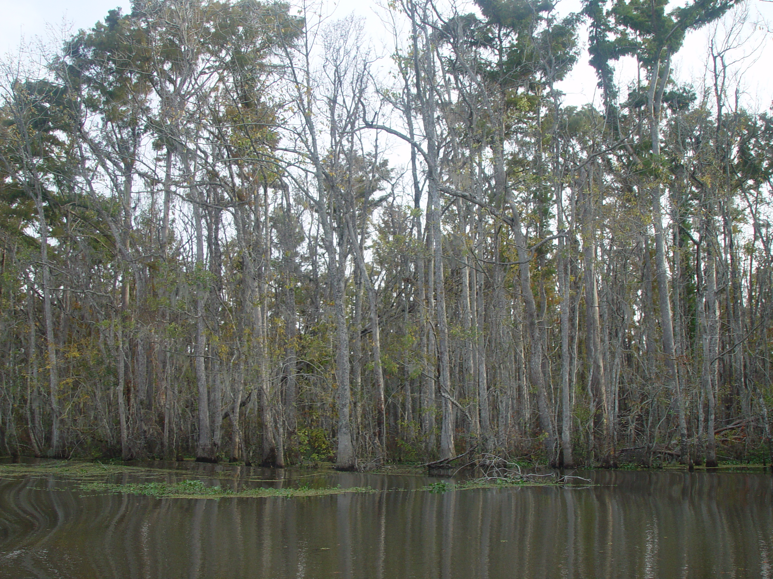 New Orleans Trip - Day 3 (Gumbo & Alligator Sausage, Hurricane Katrina Devastation, Swamp Tour)