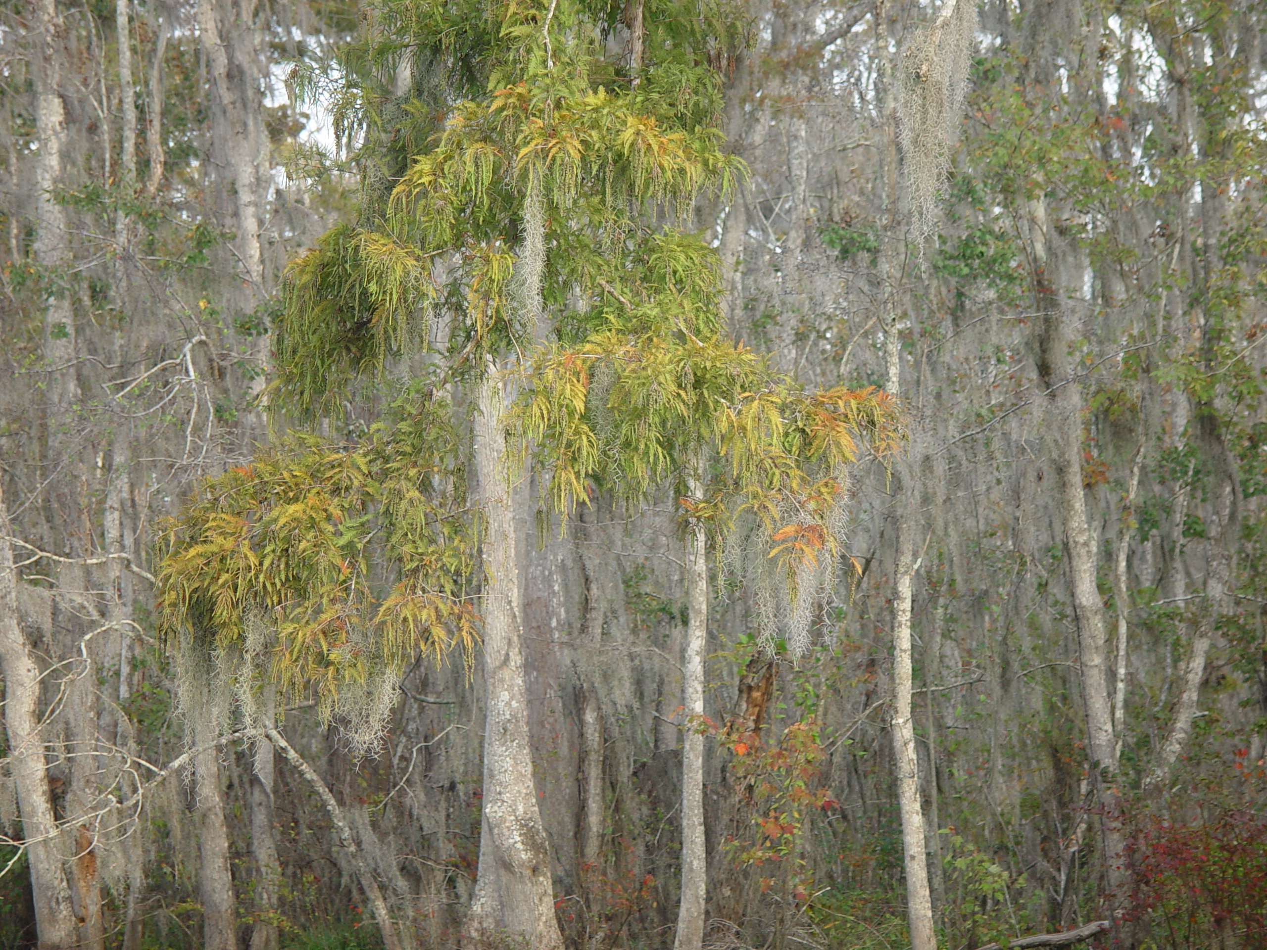 New Orleans Trip - Day 3 (Gumbo & Alligator Sausage, Hurricane Katrina Devastation, Swamp Tour)