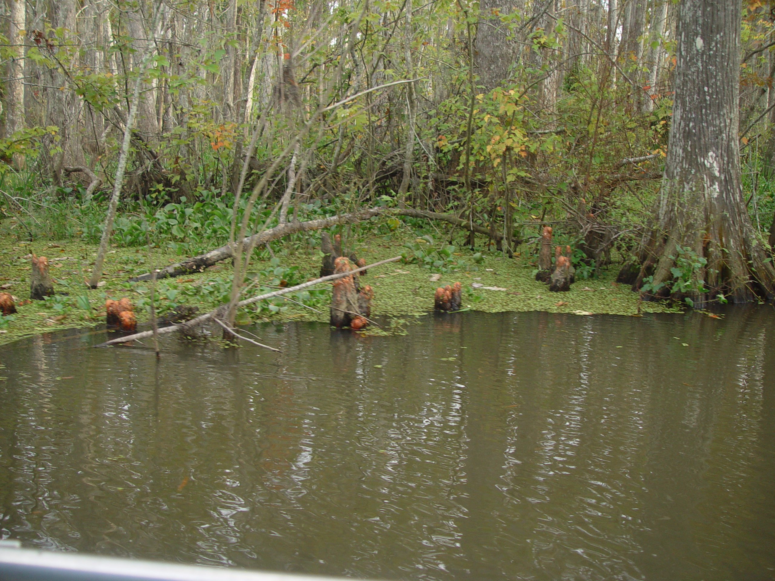 New Orleans Trip - Day 3 (Gumbo & Alligator Sausage, Hurricane Katrina Devastation, Swamp Tour)