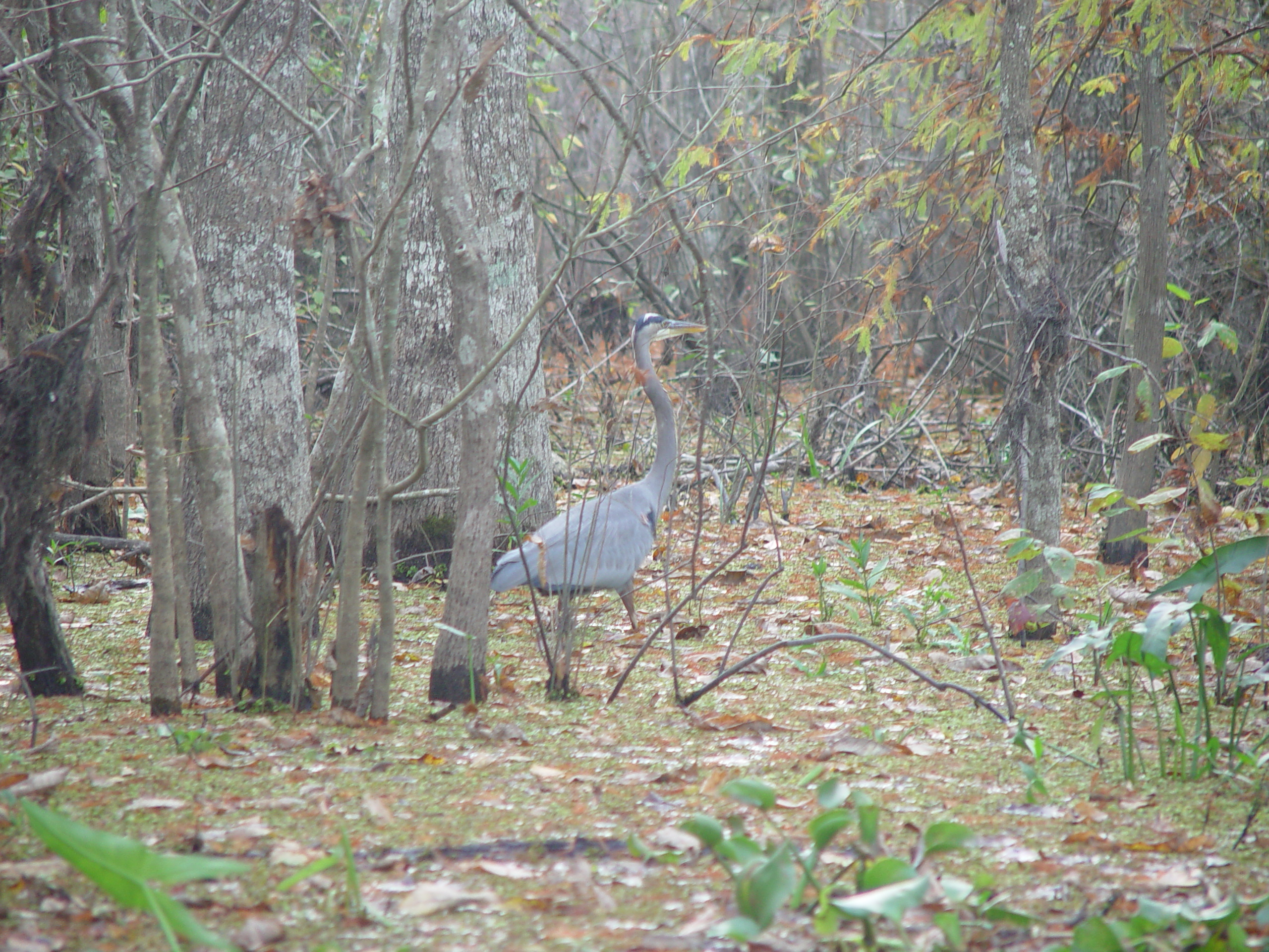 New Orleans Trip - Day 3 (Gumbo & Alligator Sausage, Hurricane Katrina Devastation, Swamp Tour)