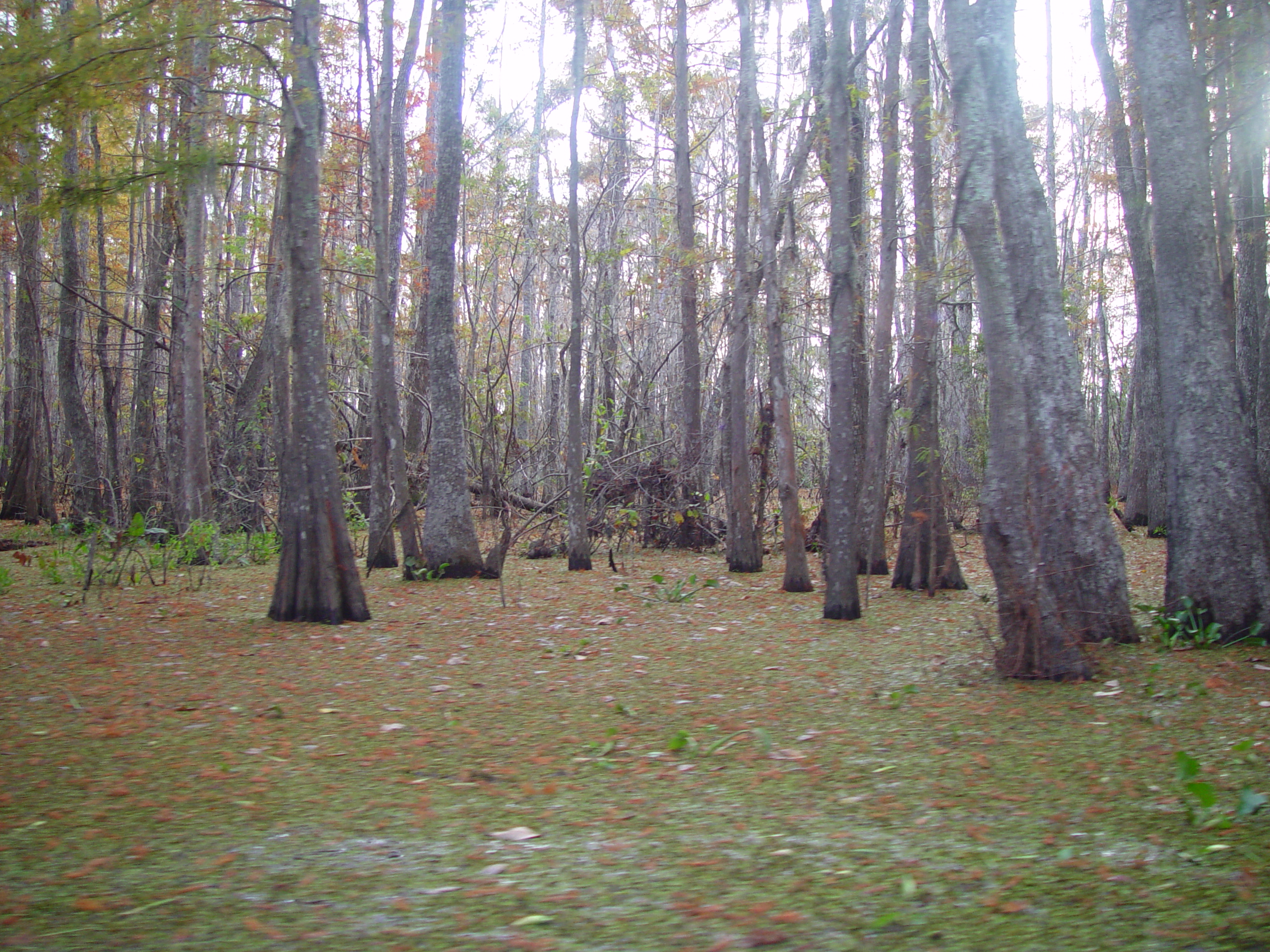 New Orleans Trip - Day 3 (Gumbo & Alligator Sausage, Hurricane Katrina Devastation, Swamp Tour)