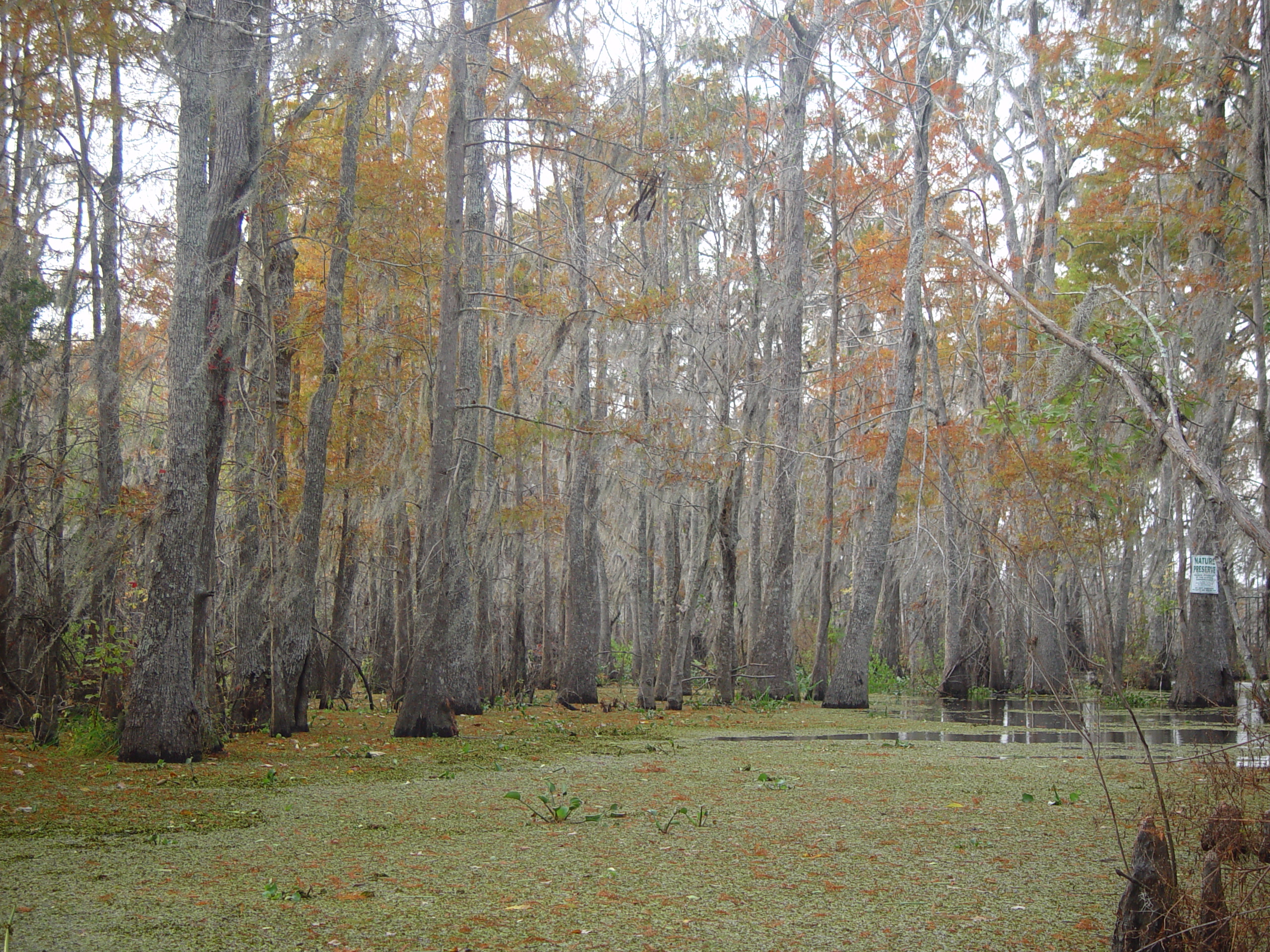 New Orleans Trip - Day 3 (Gumbo & Alligator Sausage, Hurricane Katrina Devastation, Swamp Tour)