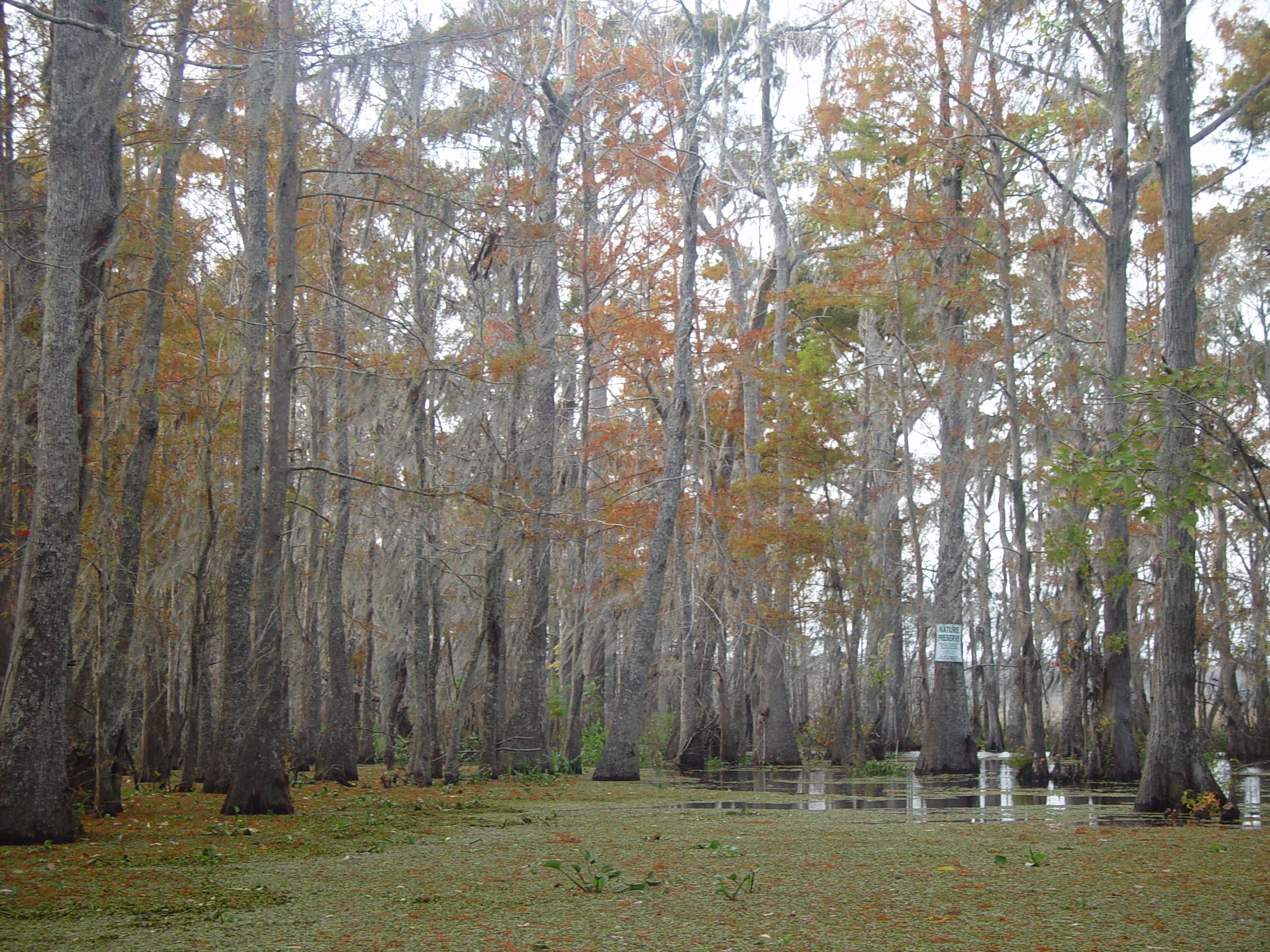 New Orleans Trip - Day 3 (Gumbo & Alligator Sausage, Hurricane Katrina Devastation, Swamp Tour)