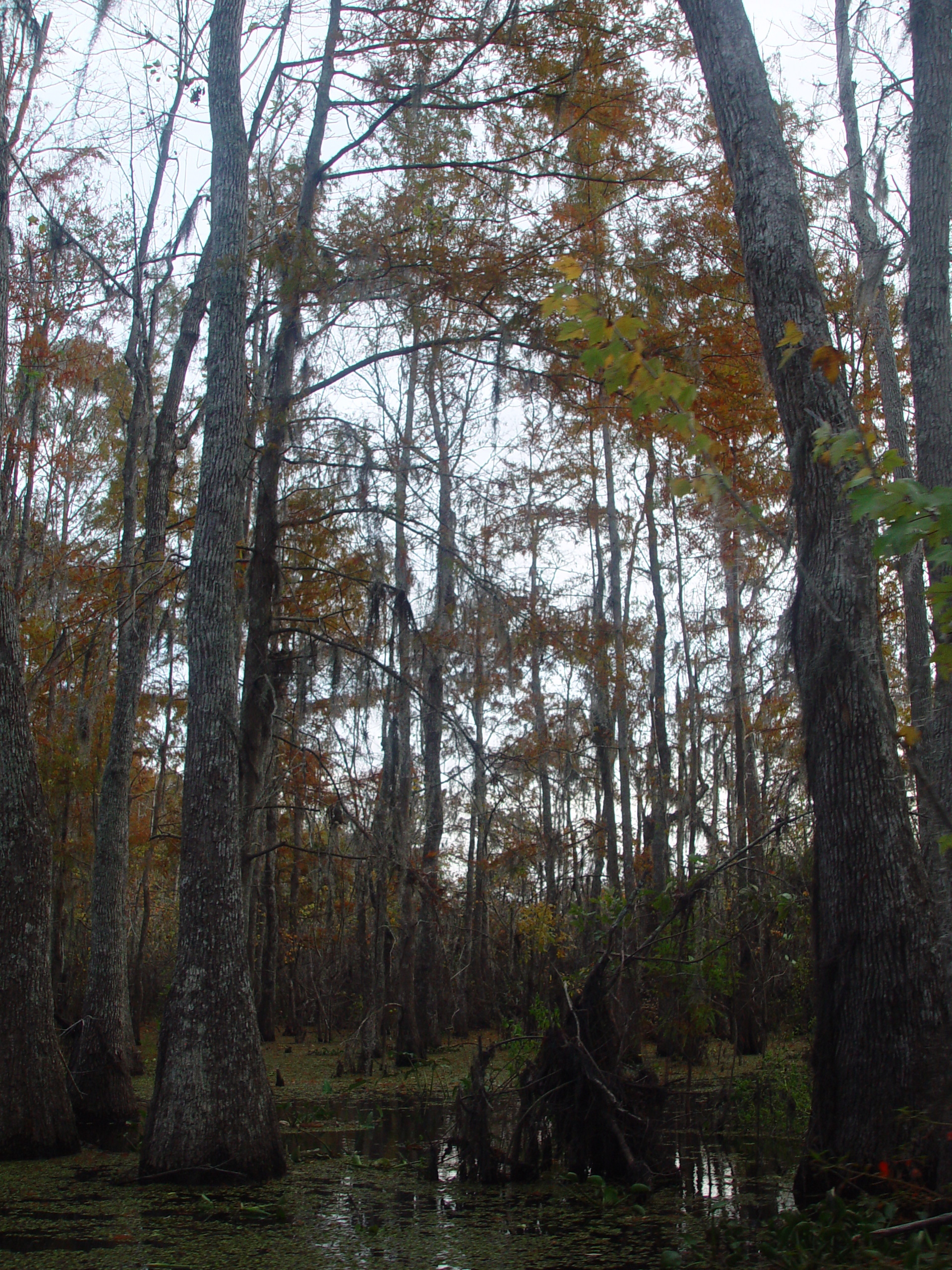 New Orleans Trip - Day 3 (Gumbo & Alligator Sausage, Hurricane Katrina Devastation, Swamp Tour)