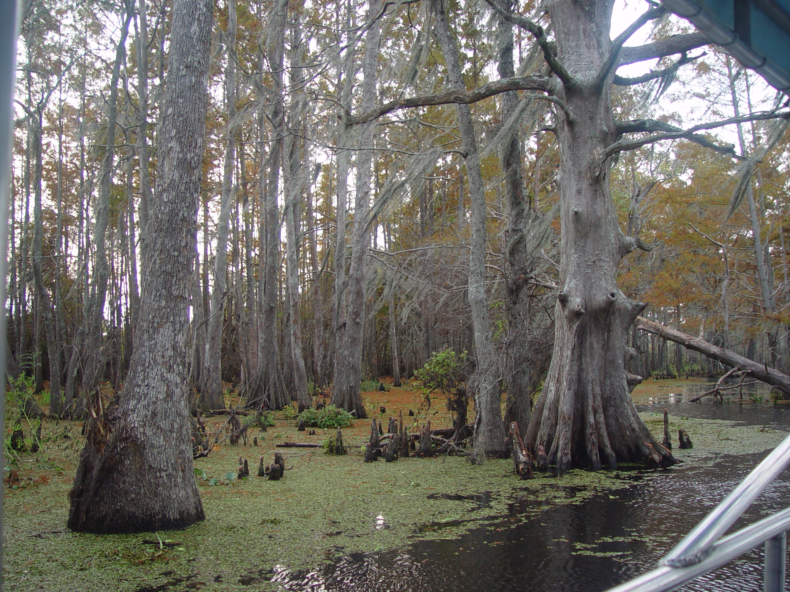 New Orleans Trip - Day 3 (Gumbo & Alligator Sausage, Hurricane Katrina Devastation, Swamp Tour)