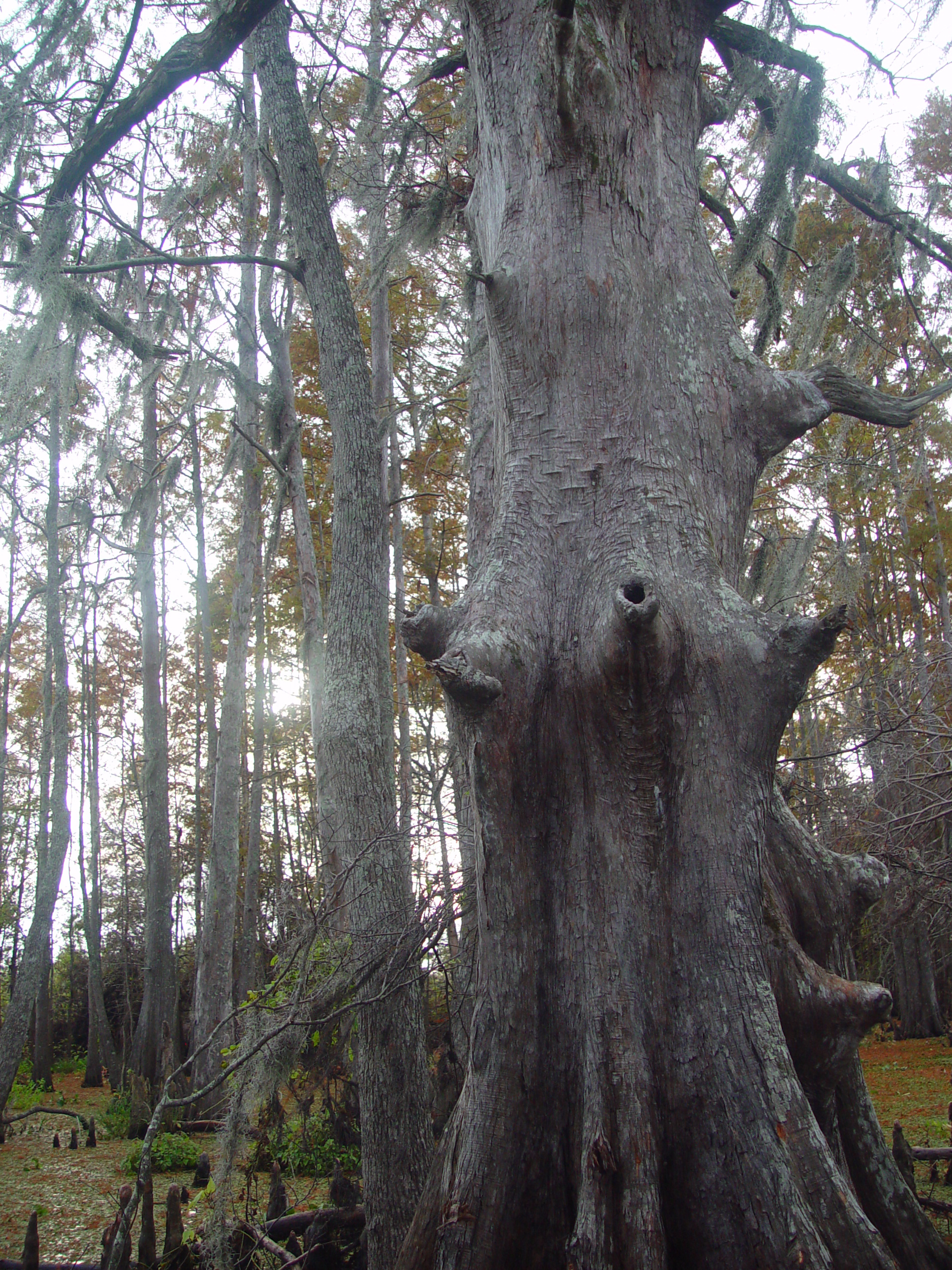 New Orleans Trip - Day 3 (Gumbo & Alligator Sausage, Hurricane Katrina Devastation, Swamp Tour)