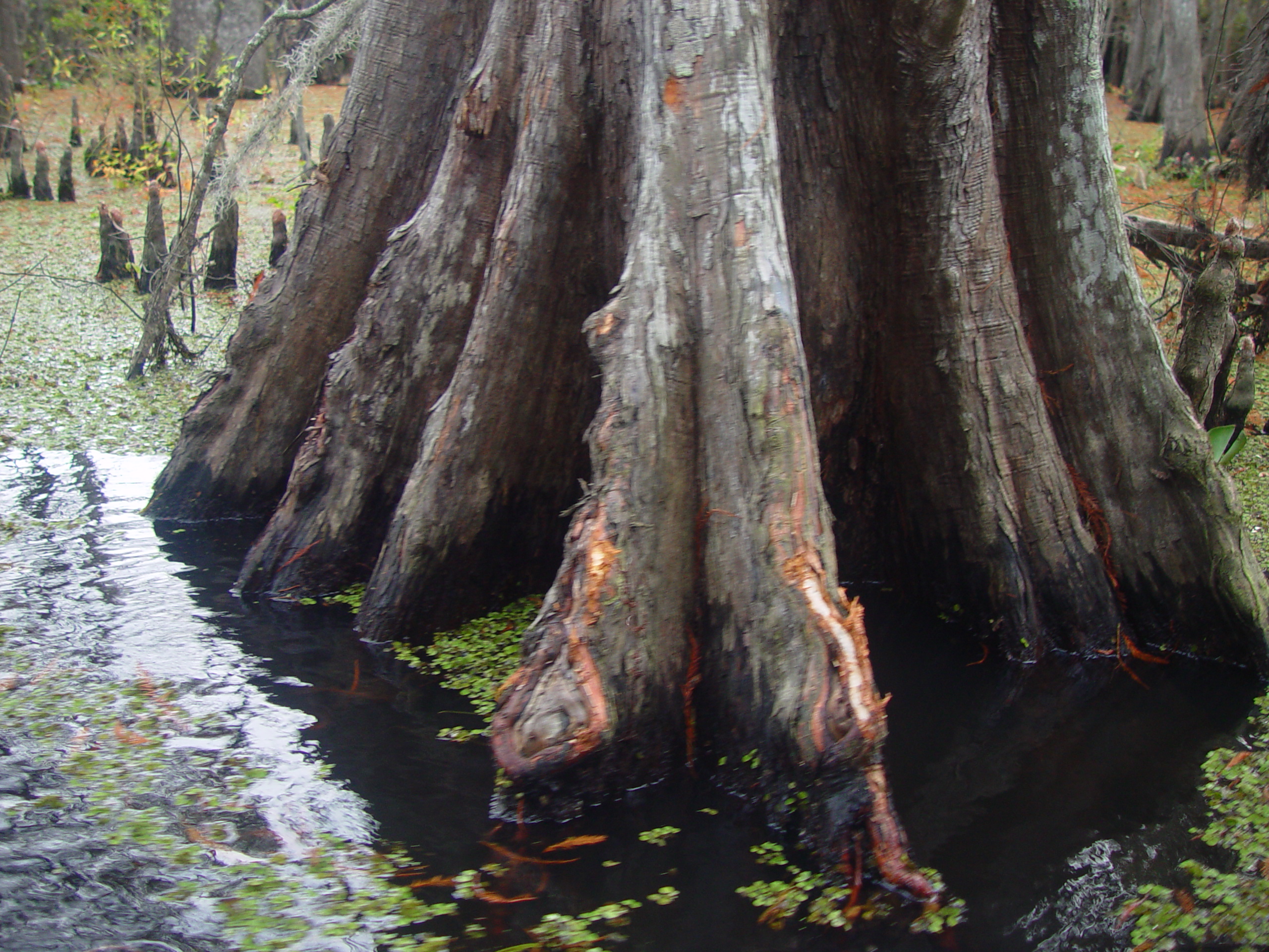 New Orleans Trip - Day 3 (Gumbo & Alligator Sausage, Hurricane Katrina Devastation, Swamp Tour)