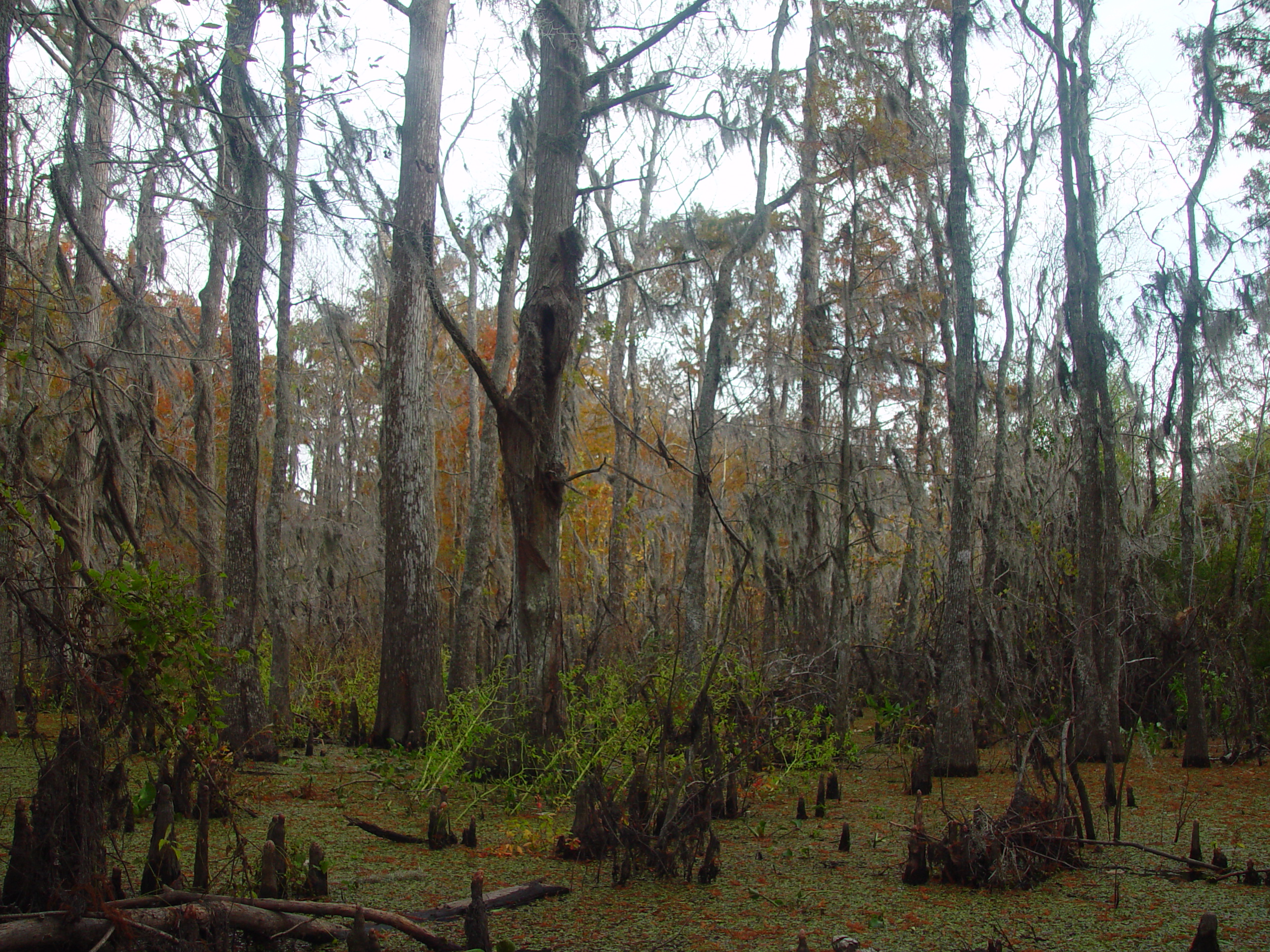 New Orleans Trip - Day 3 (Gumbo & Alligator Sausage, Hurricane Katrina Devastation, Swamp Tour)