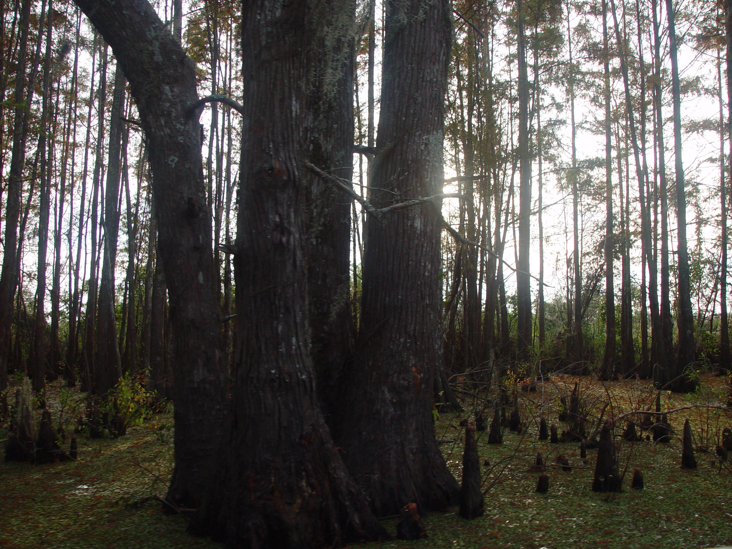 New Orleans Trip - Day 3 (Gumbo & Alligator Sausage, Hurricane Katrina Devastation, Swamp Tour)