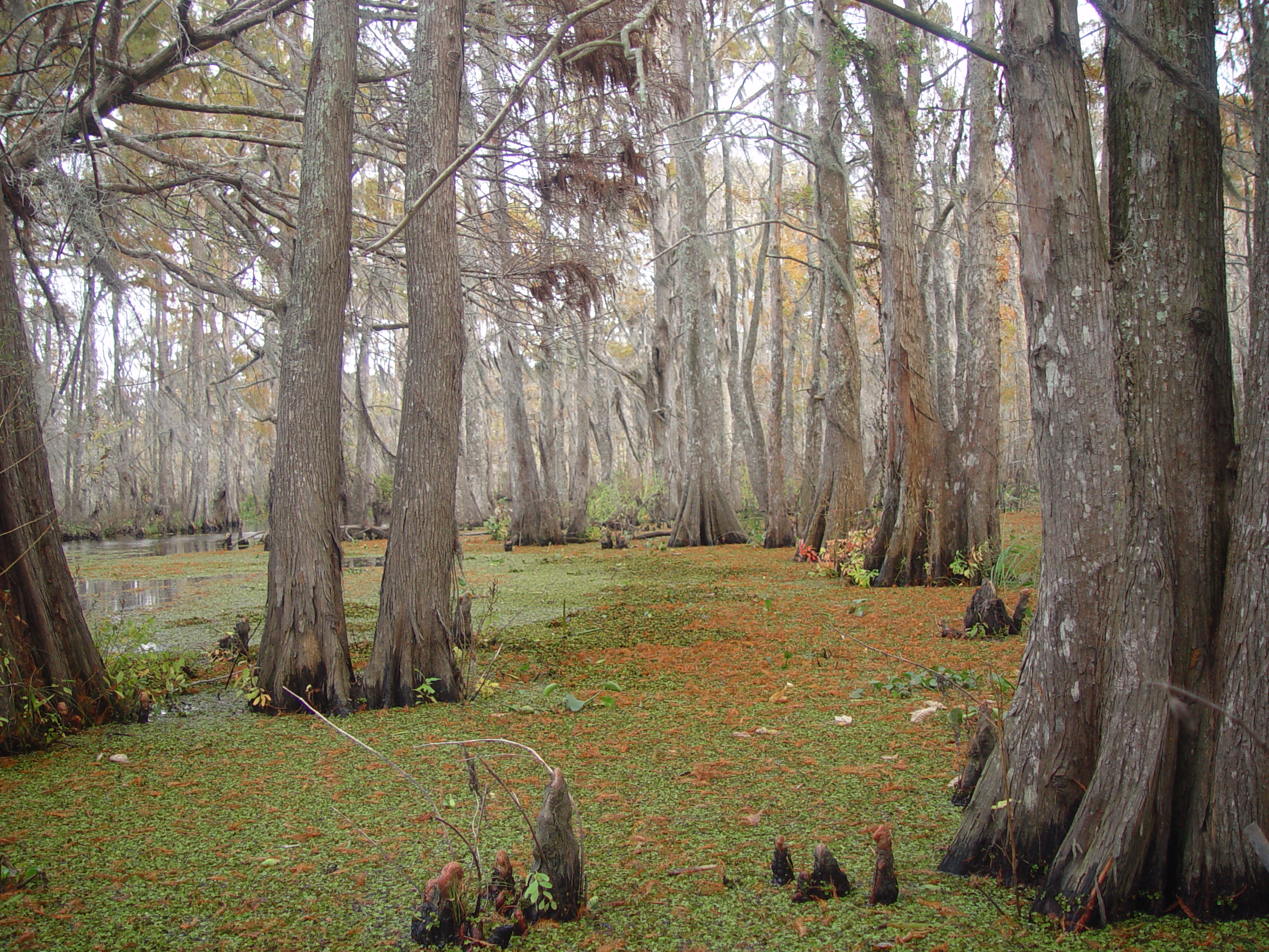 New Orleans Trip - Day 3 (Gumbo & Alligator Sausage, Hurricane Katrina Devastation, Swamp Tour)