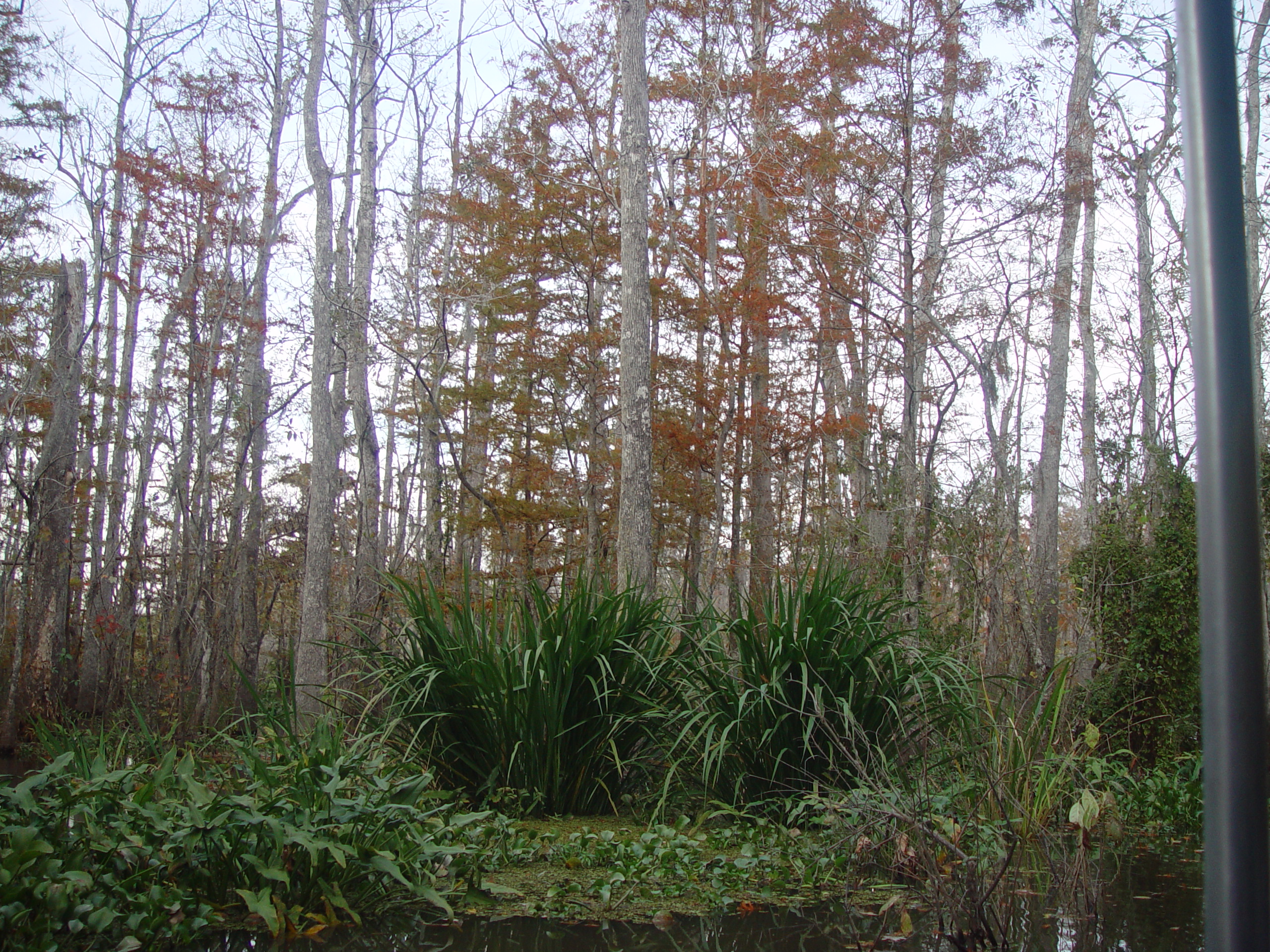 New Orleans Trip - Day 3 (Gumbo & Alligator Sausage, Hurricane Katrina Devastation, Swamp Tour)