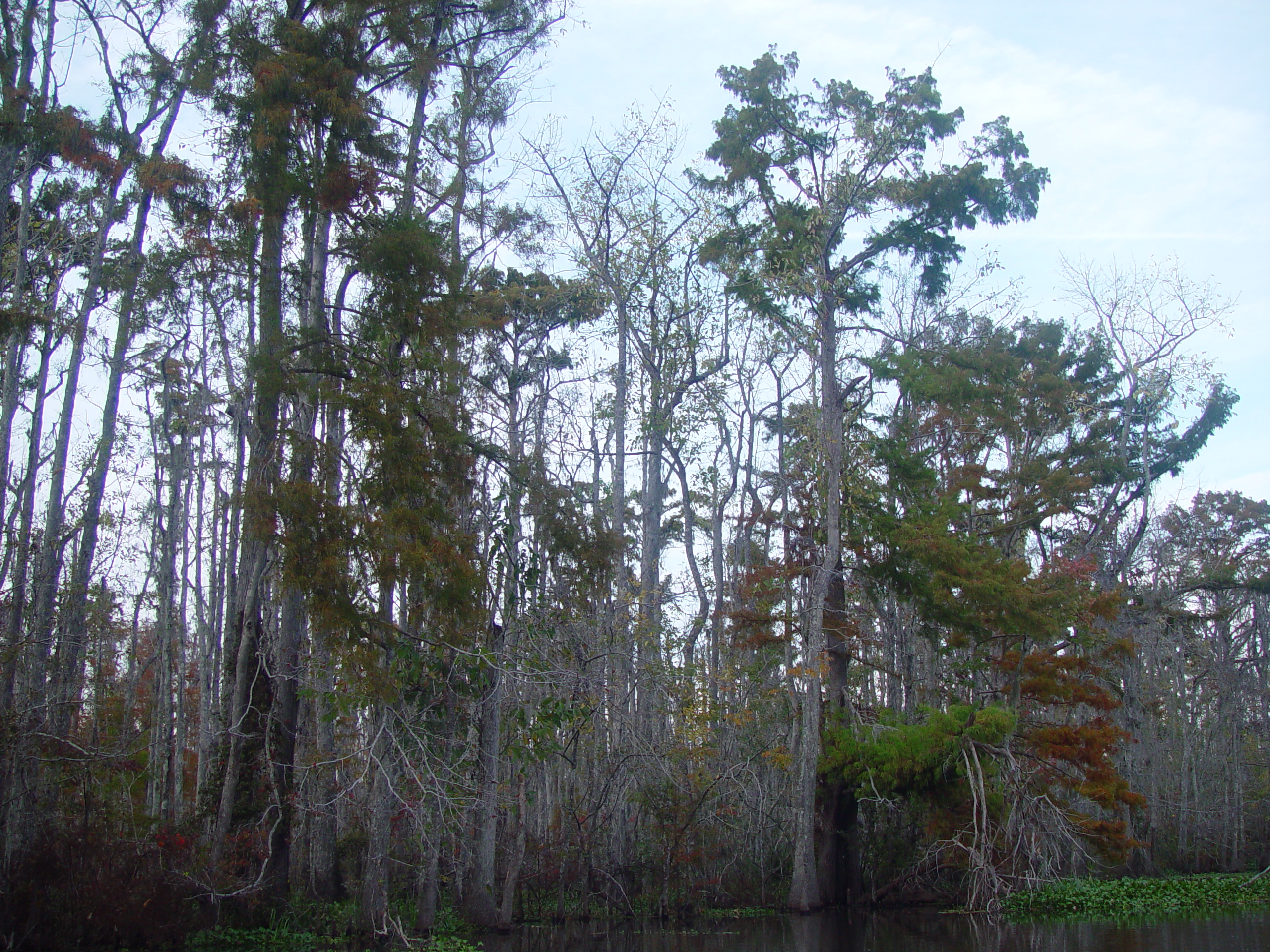 New Orleans Trip - Day 3 (Gumbo & Alligator Sausage, Hurricane Katrina Devastation, Swamp Tour)